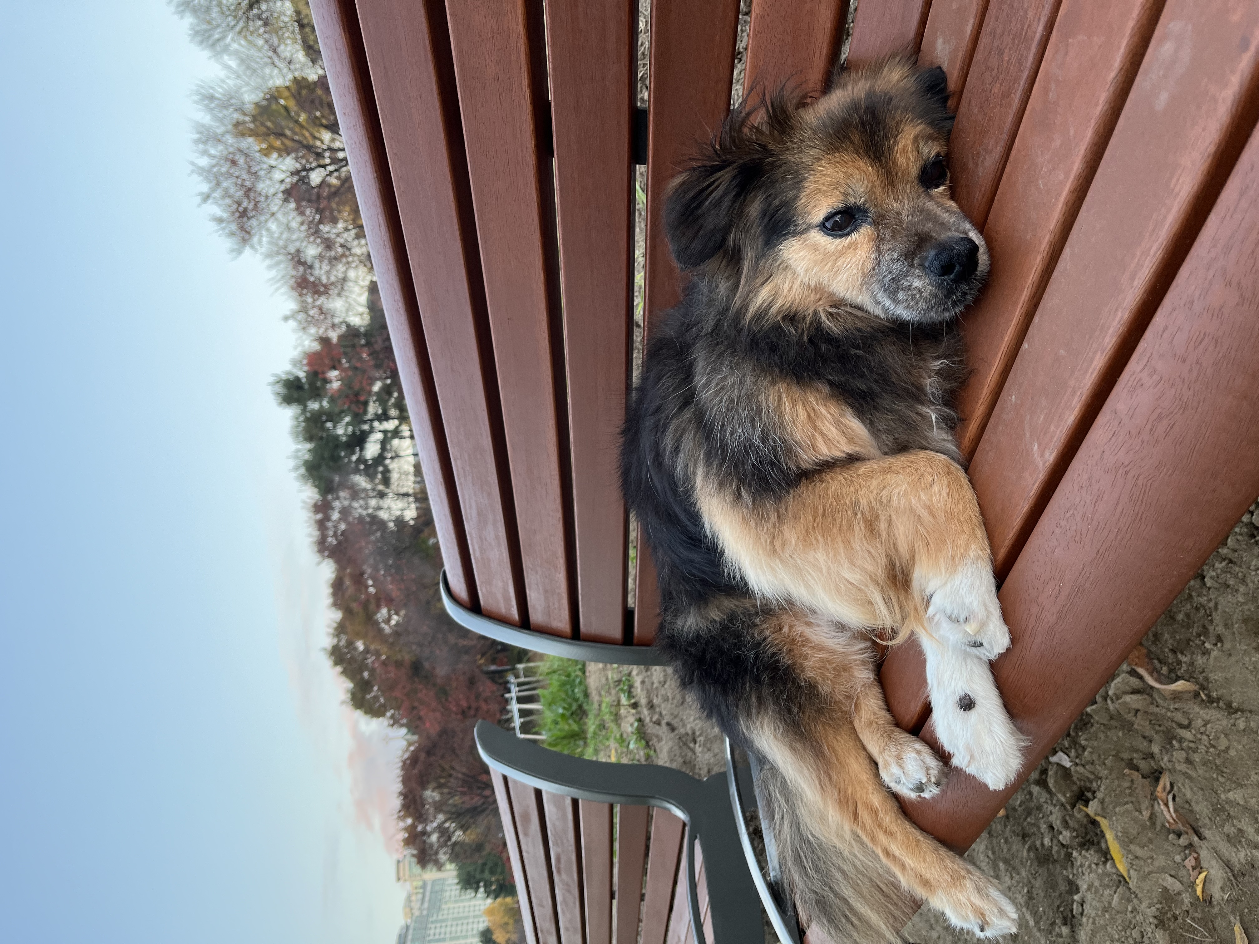 저희 아가(정왕이)가 천국에 갔어요