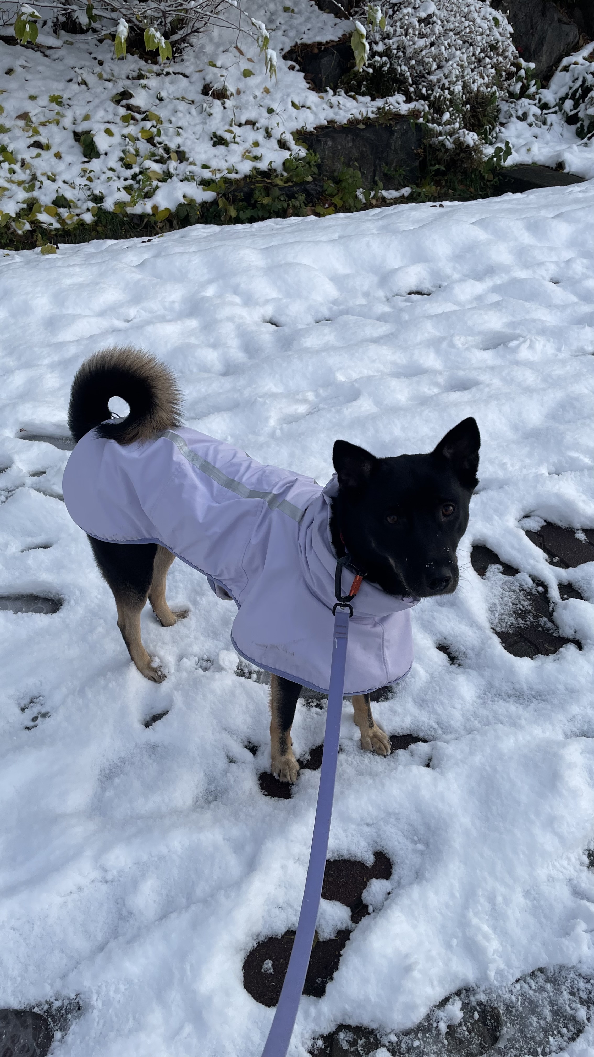 고미가 된 곰곰 3주년