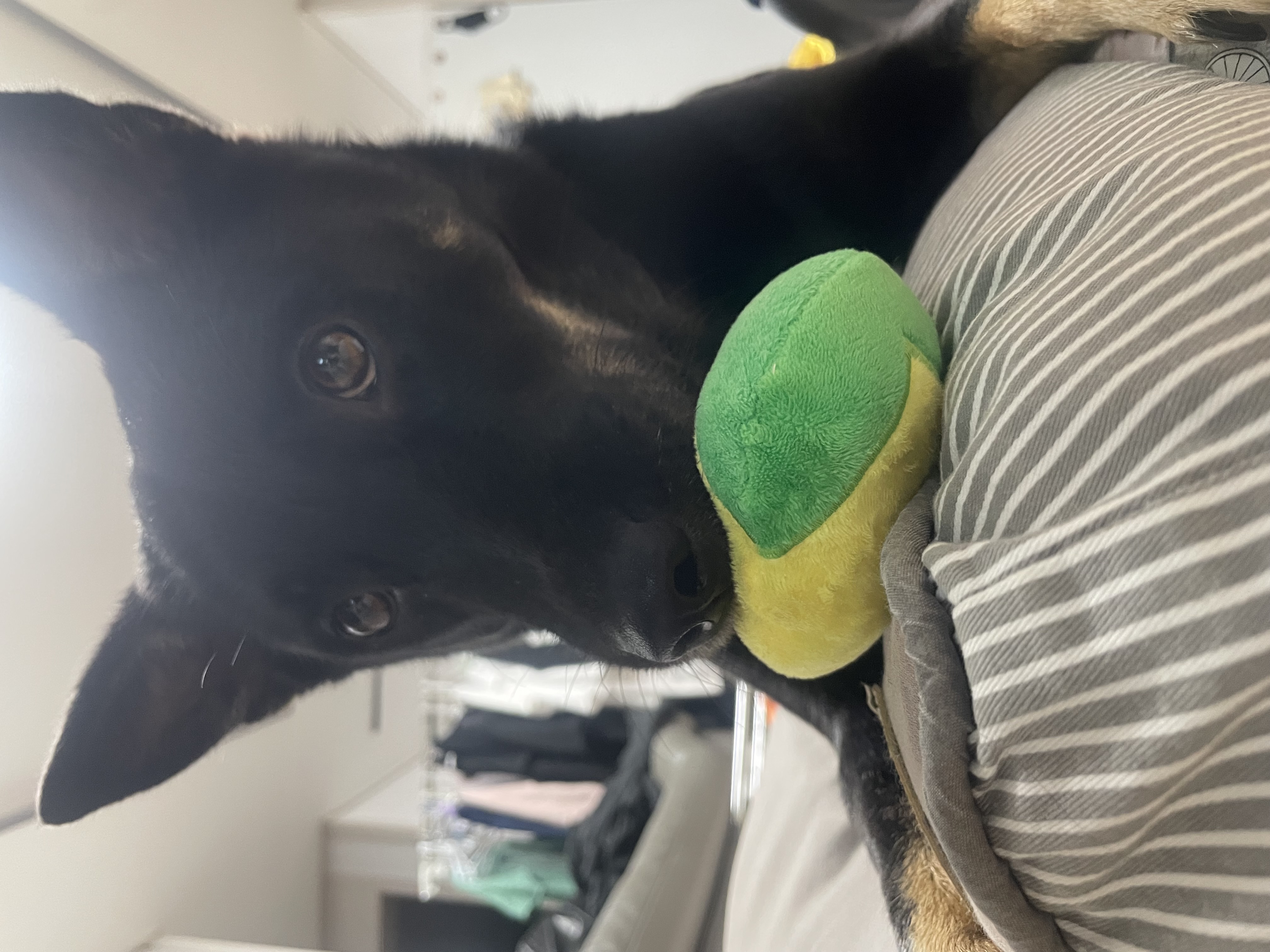 고미가 된 곰곰 3주년