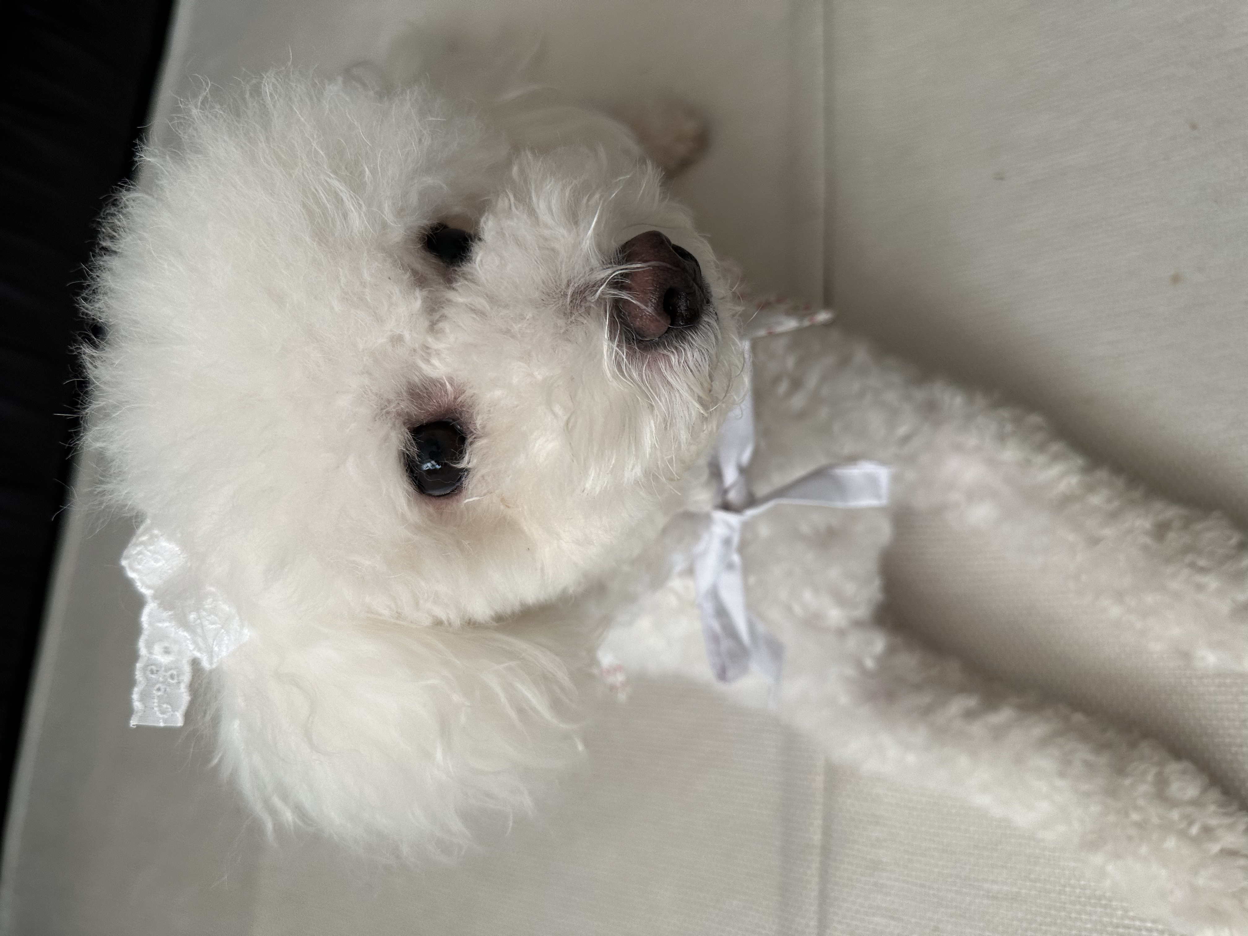 모찌(전 아름이)의 여덟달째 이야기