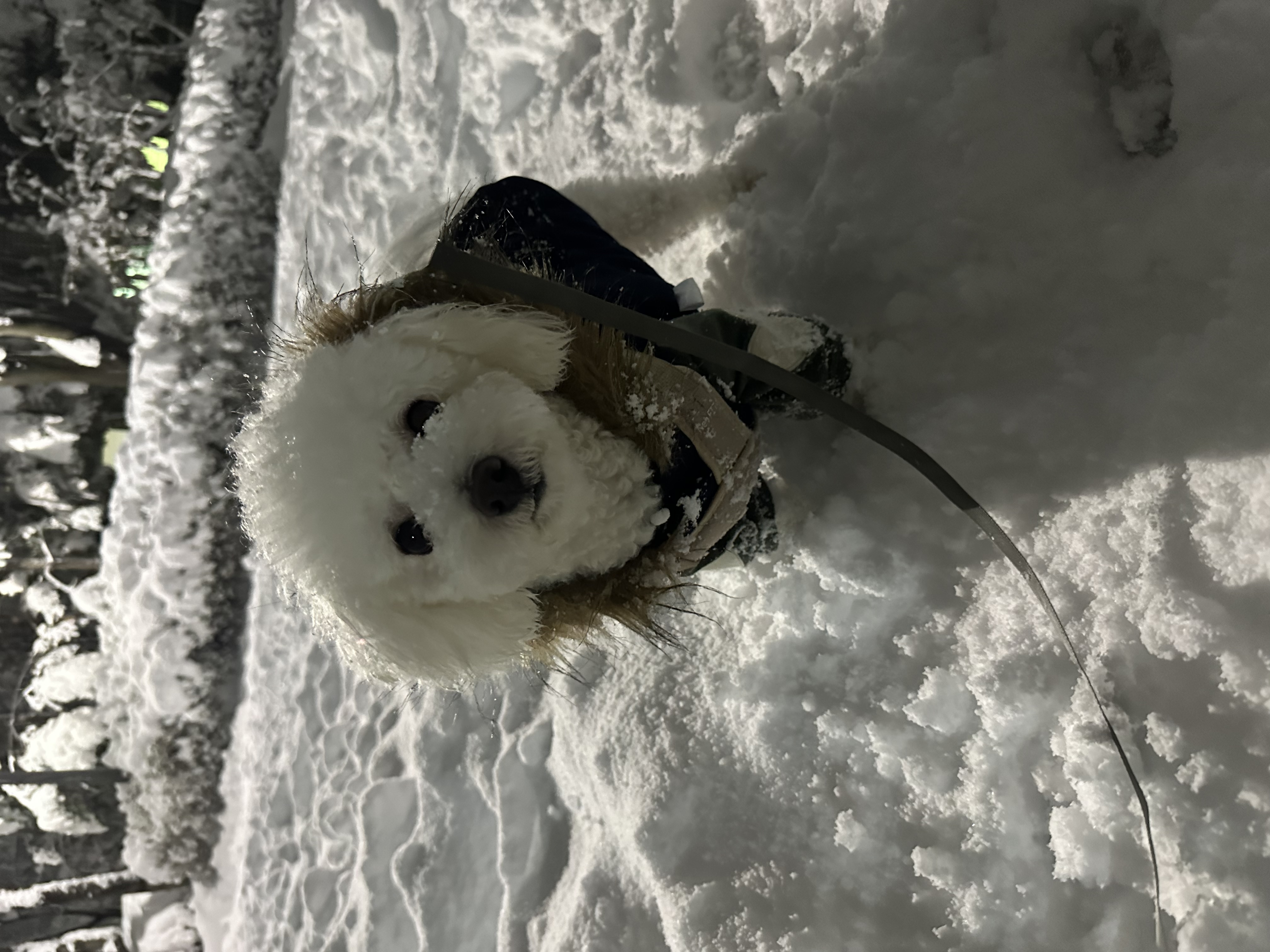 모찌(전 아름이)의 여덟달째 이야기