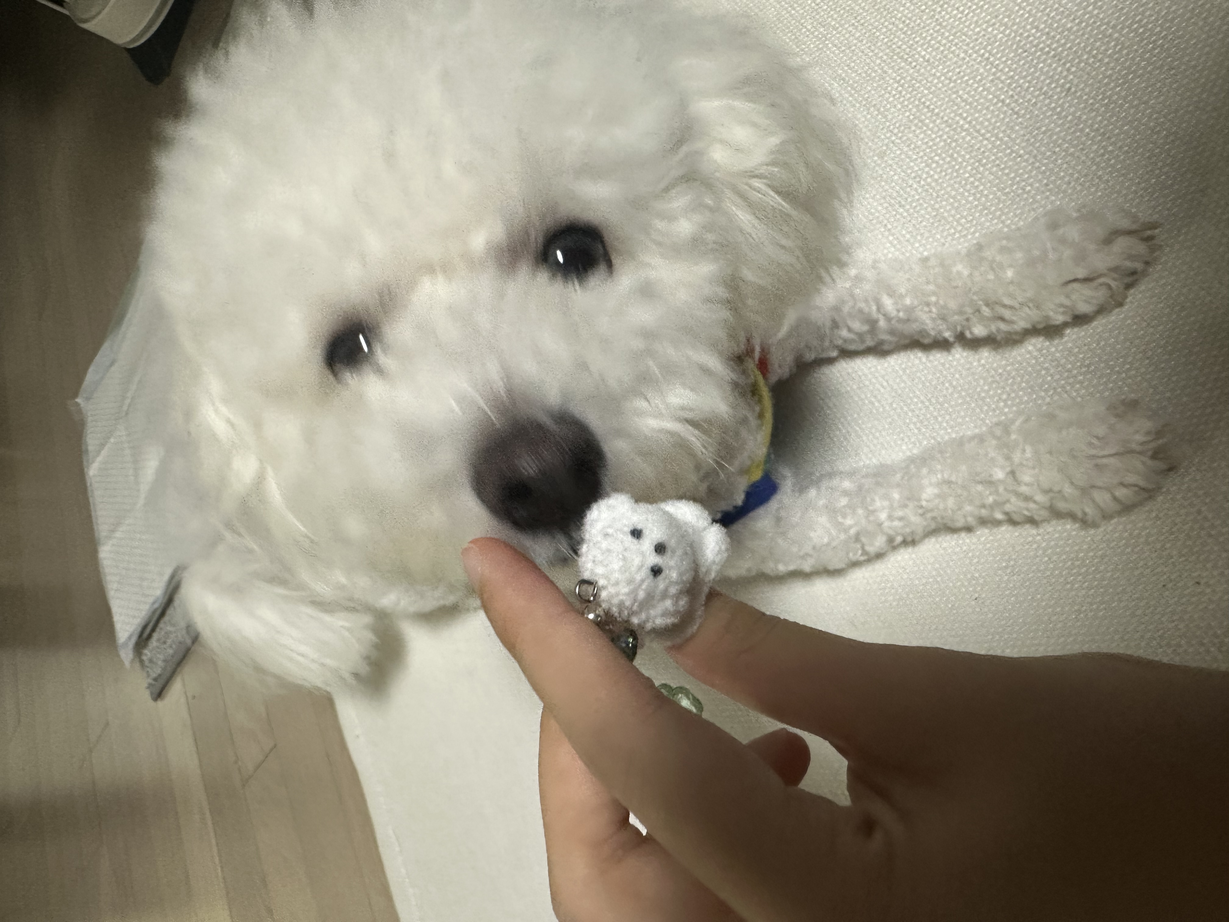 모찌(전 아름이)의 여덟달째 이야기