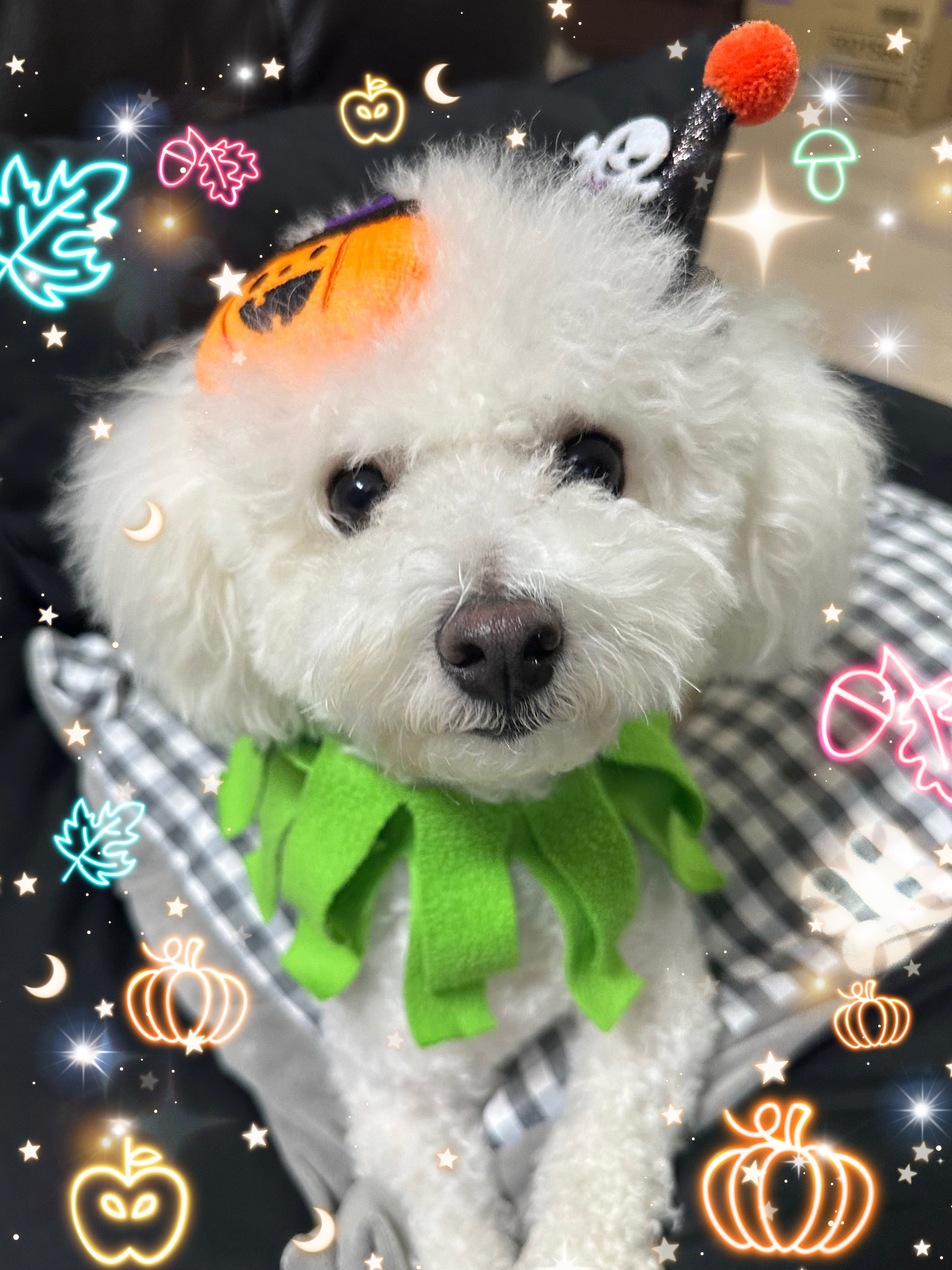 모찌(전 아름이)의 여덟달째 이야기