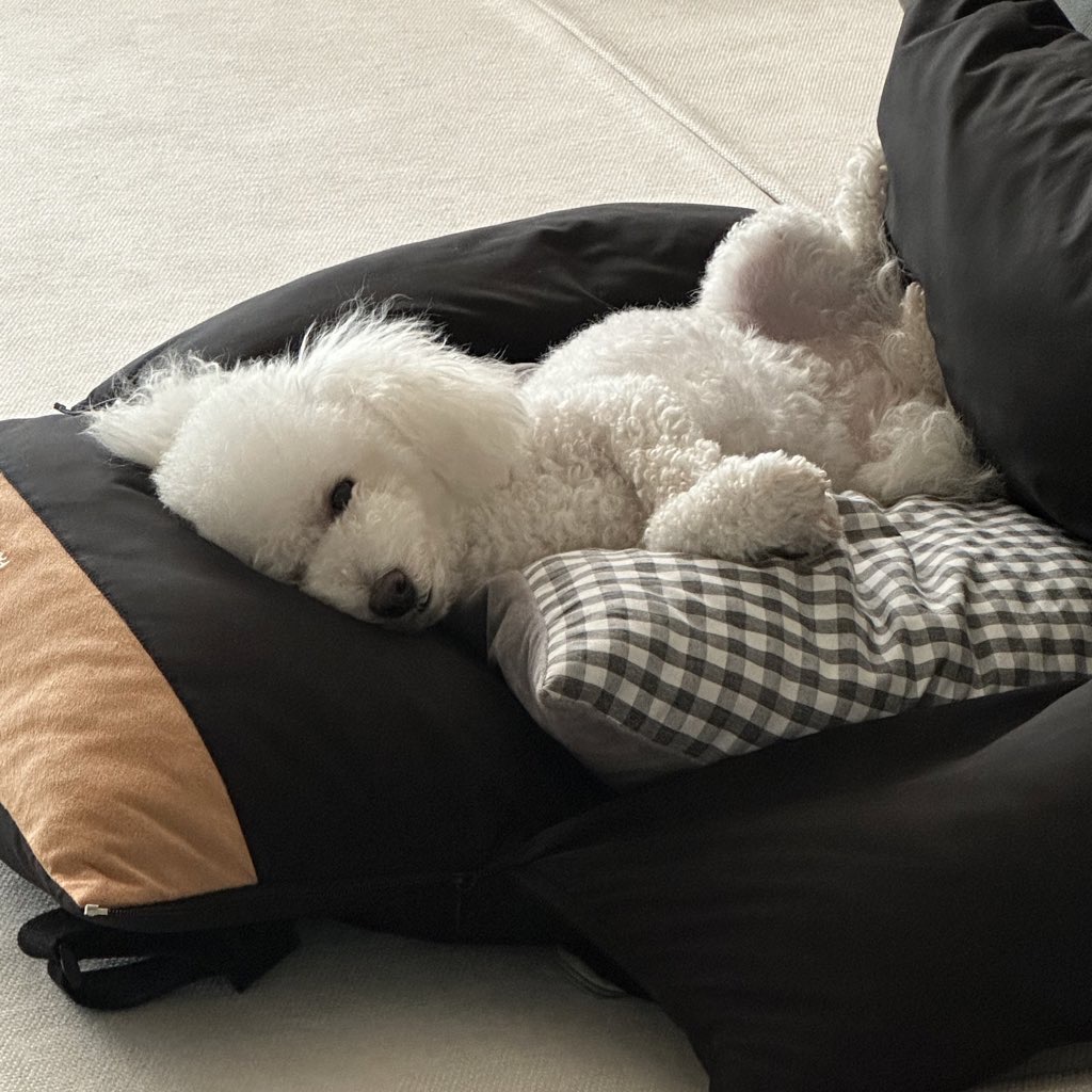 모찌(전 아름이)의 여덟달째 이야기