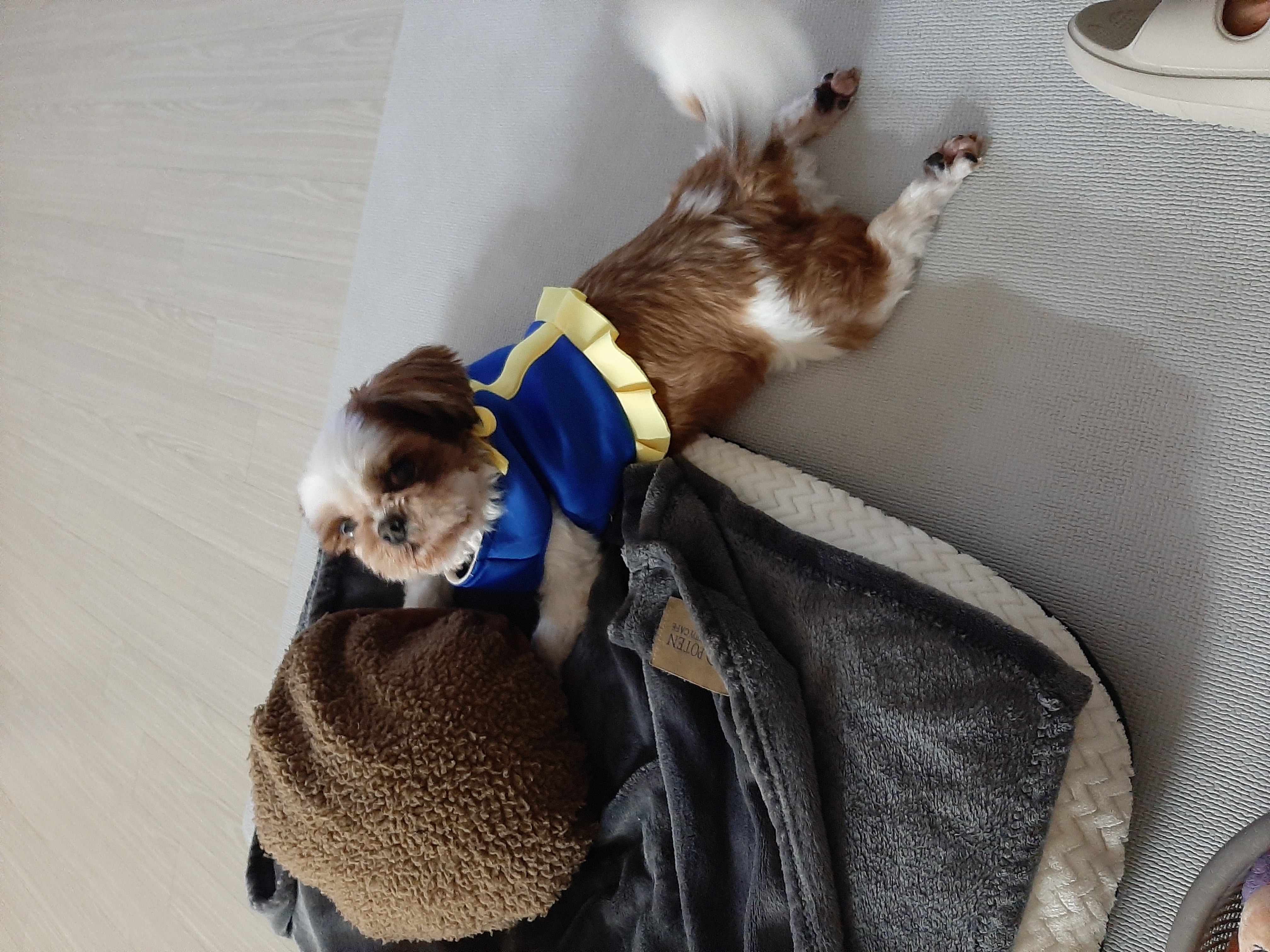 뽀야 ♡추운겨울 따뜻하게 잘 지내고있어요