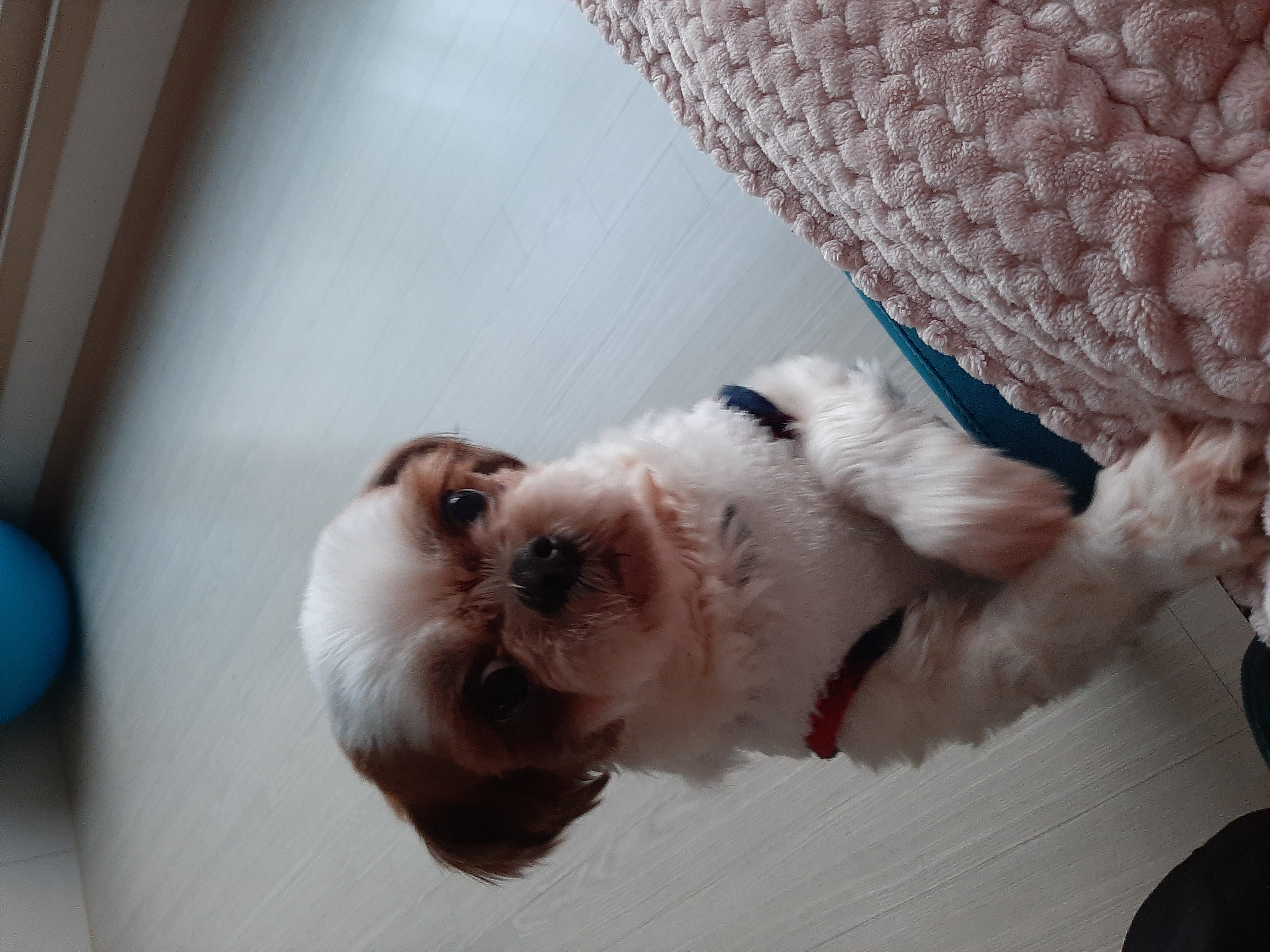 뽀야 ♡추운겨울 따뜻하게 잘 지내고있어요