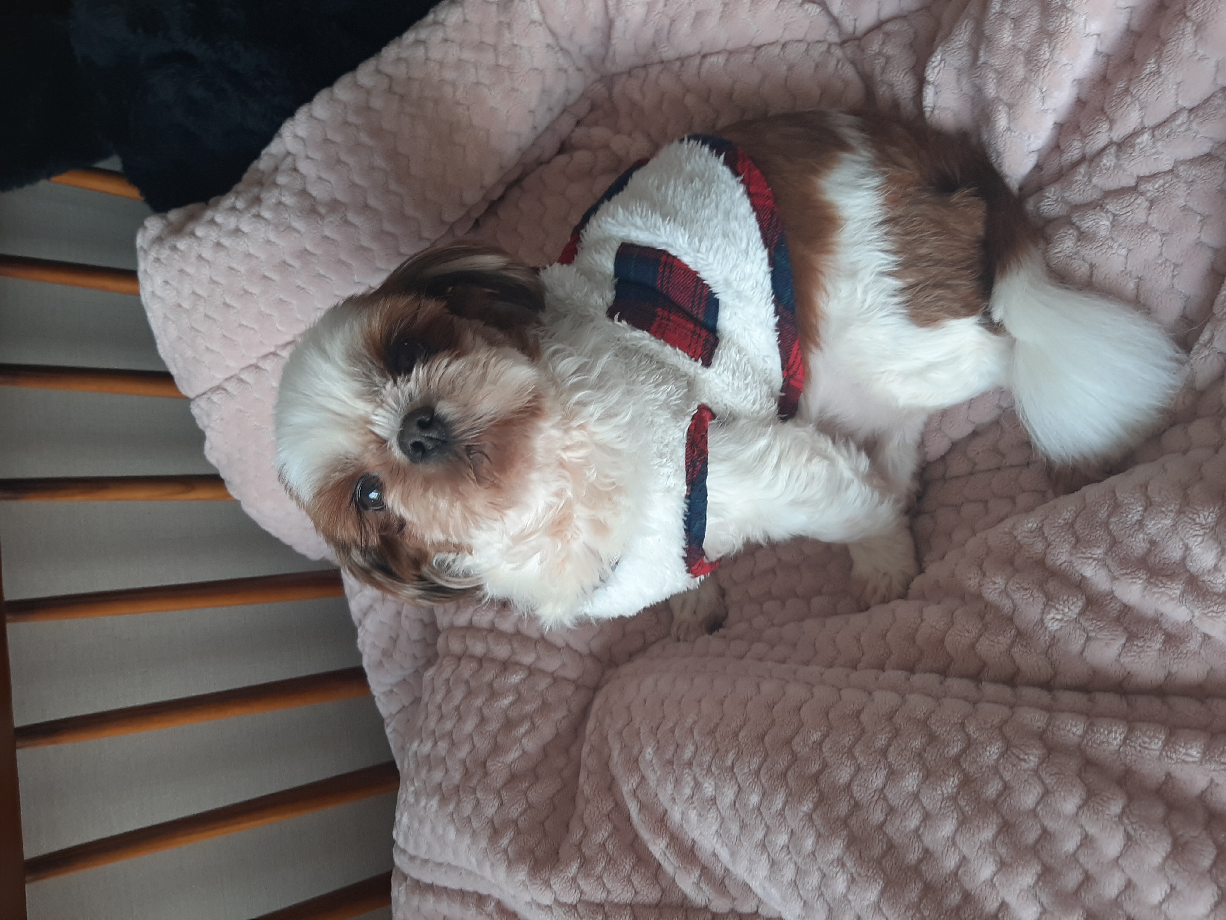 뽀야 ♡추운겨울 따뜻하게 잘 지내고있어요