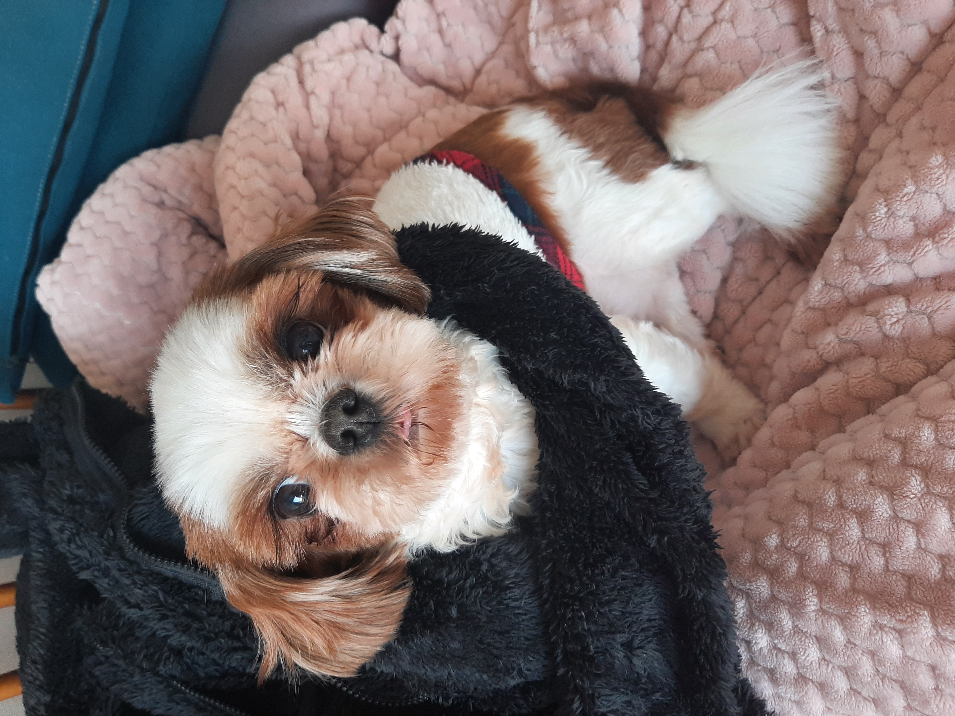 뽀야 ♡추운겨울 따뜻하게 잘 지내고있어요