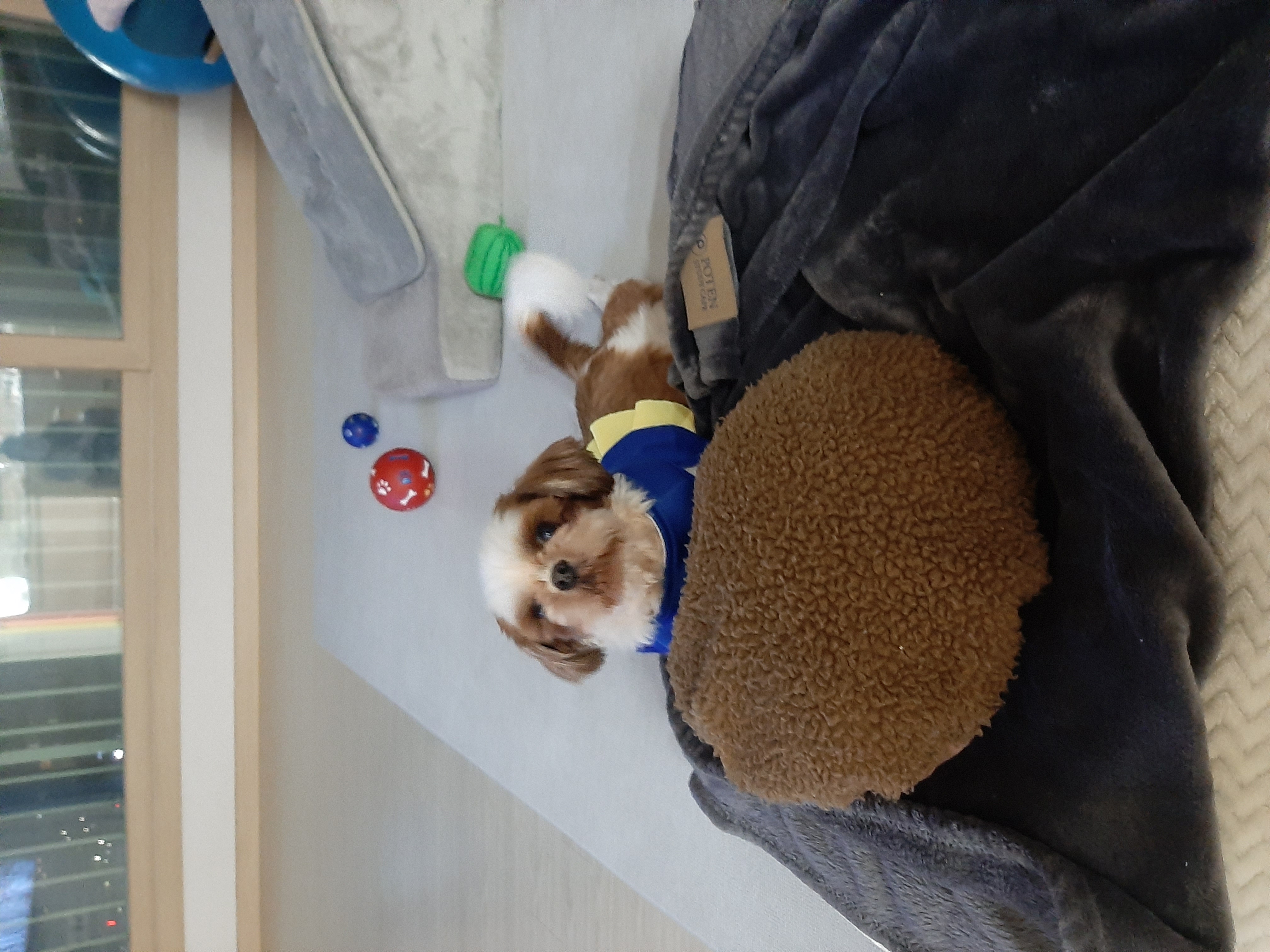 뽀야 ♡추운겨울 따뜻하게 잘 지내고있어요