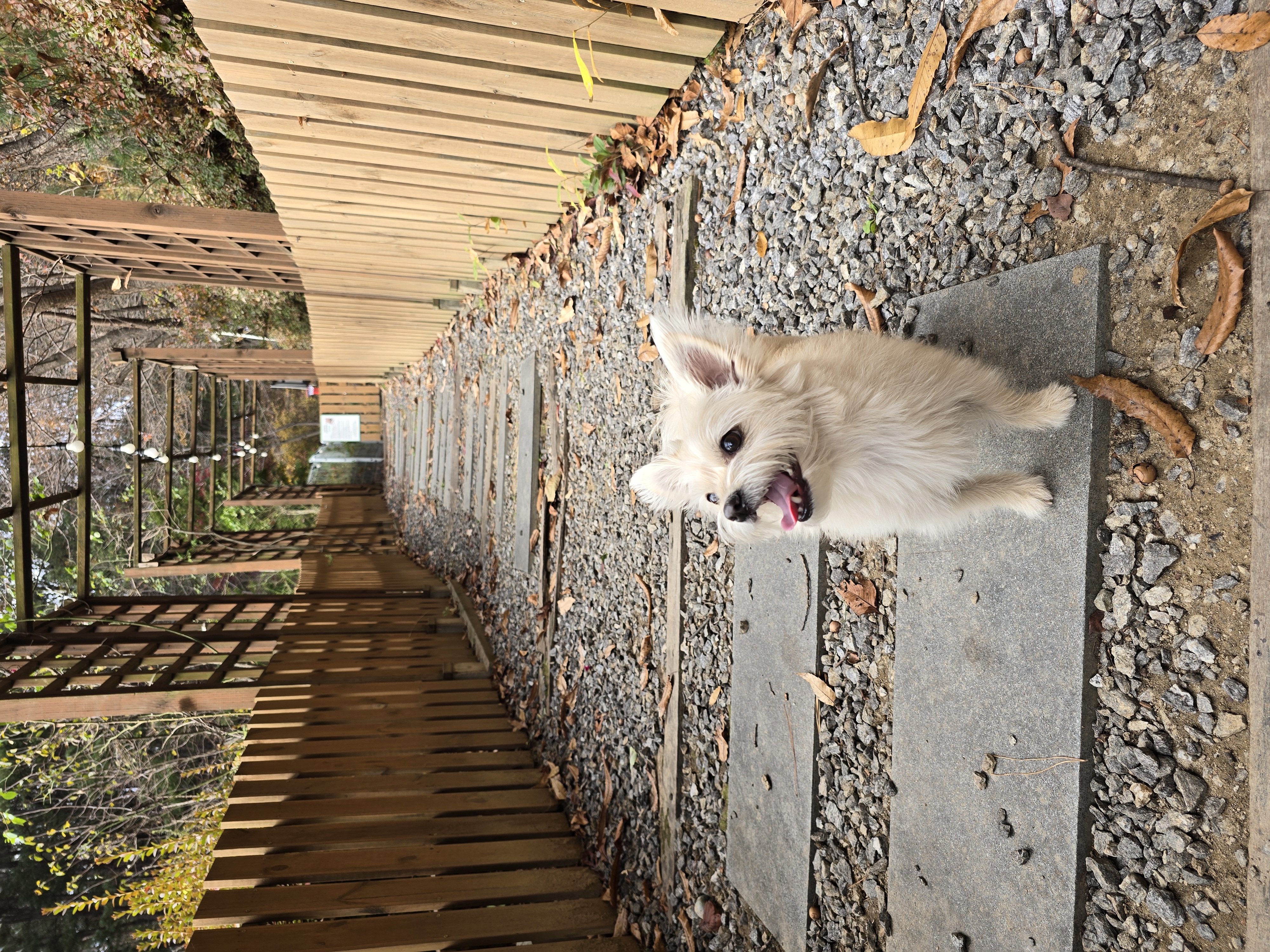 토리(소이)랑 가족이 된 지 795일이 되었어요!