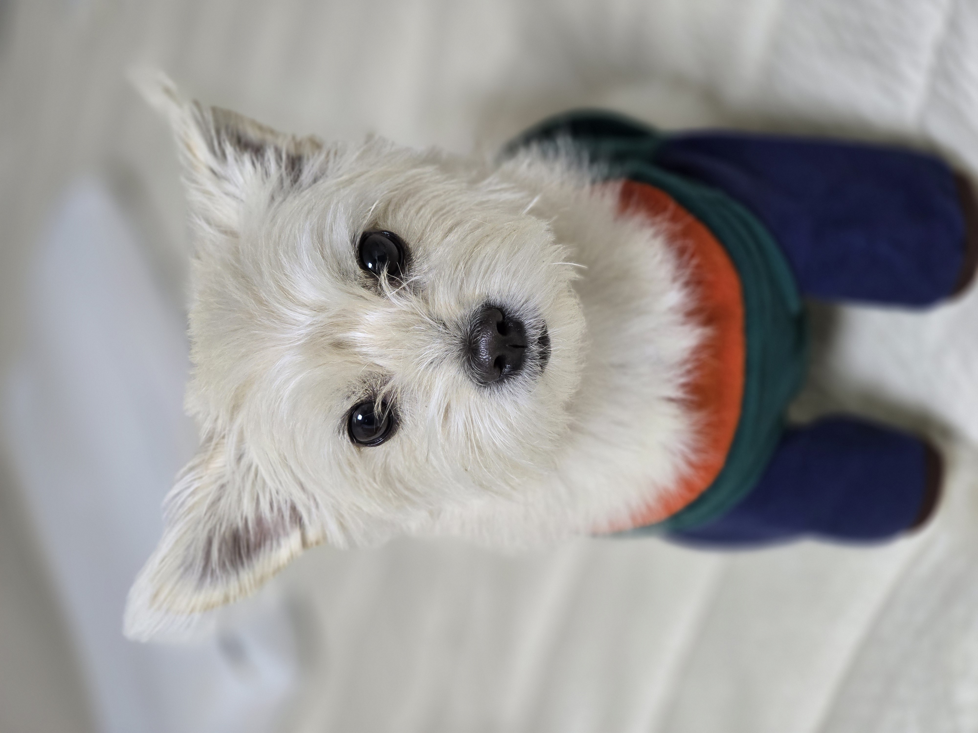 토리(소이)랑 가족이 된 지 795일이 되었어요!