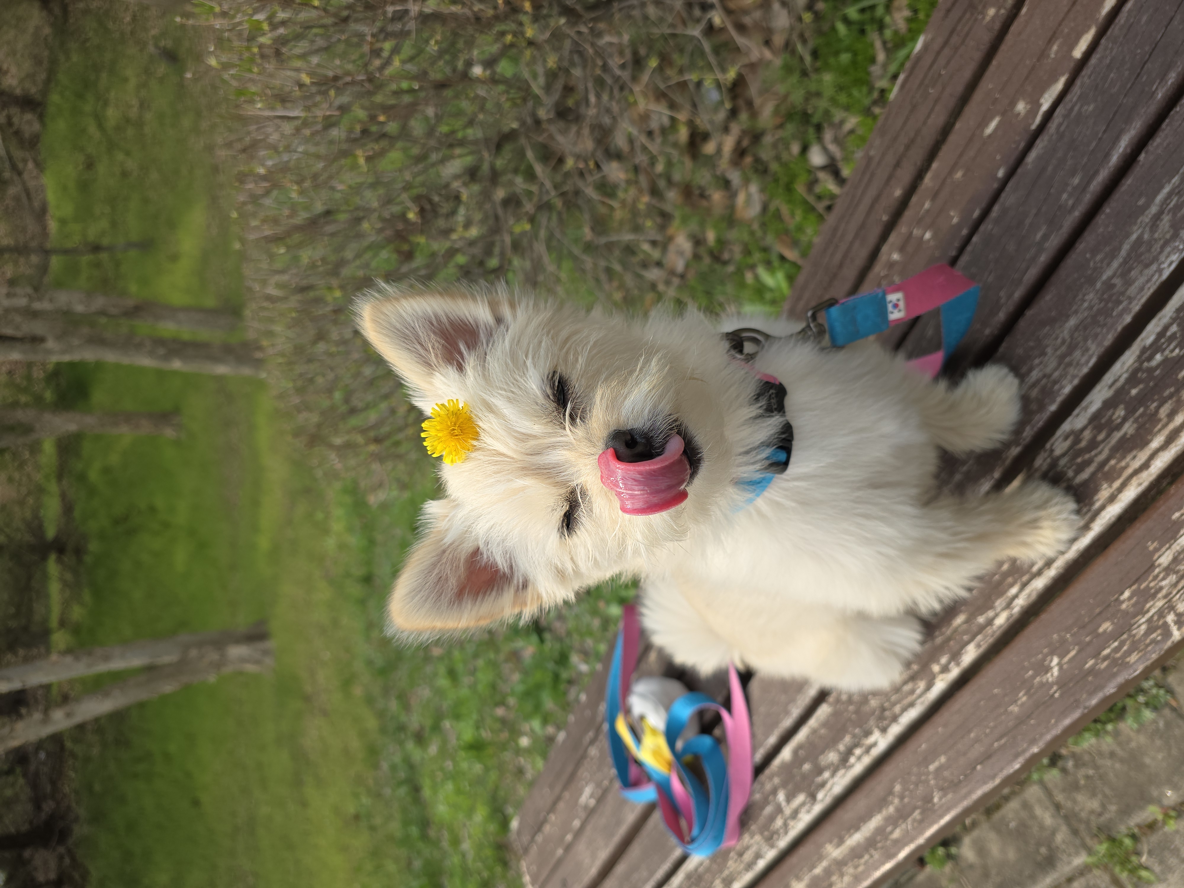 토리(소이)랑 가족이 된 지 795일이 되었어요!