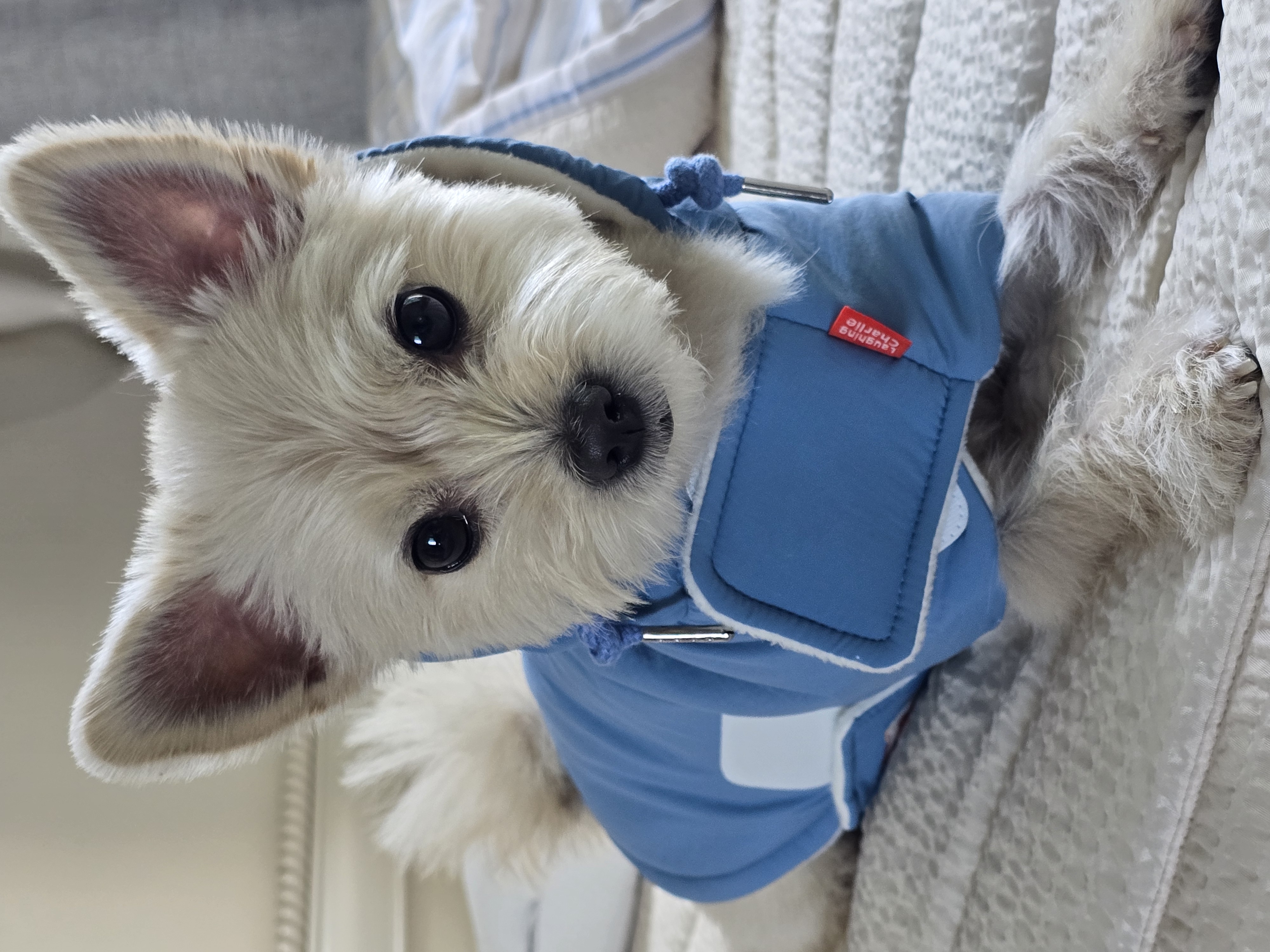 토리(소이)랑 가족이 된 지 795일이 되었어요!