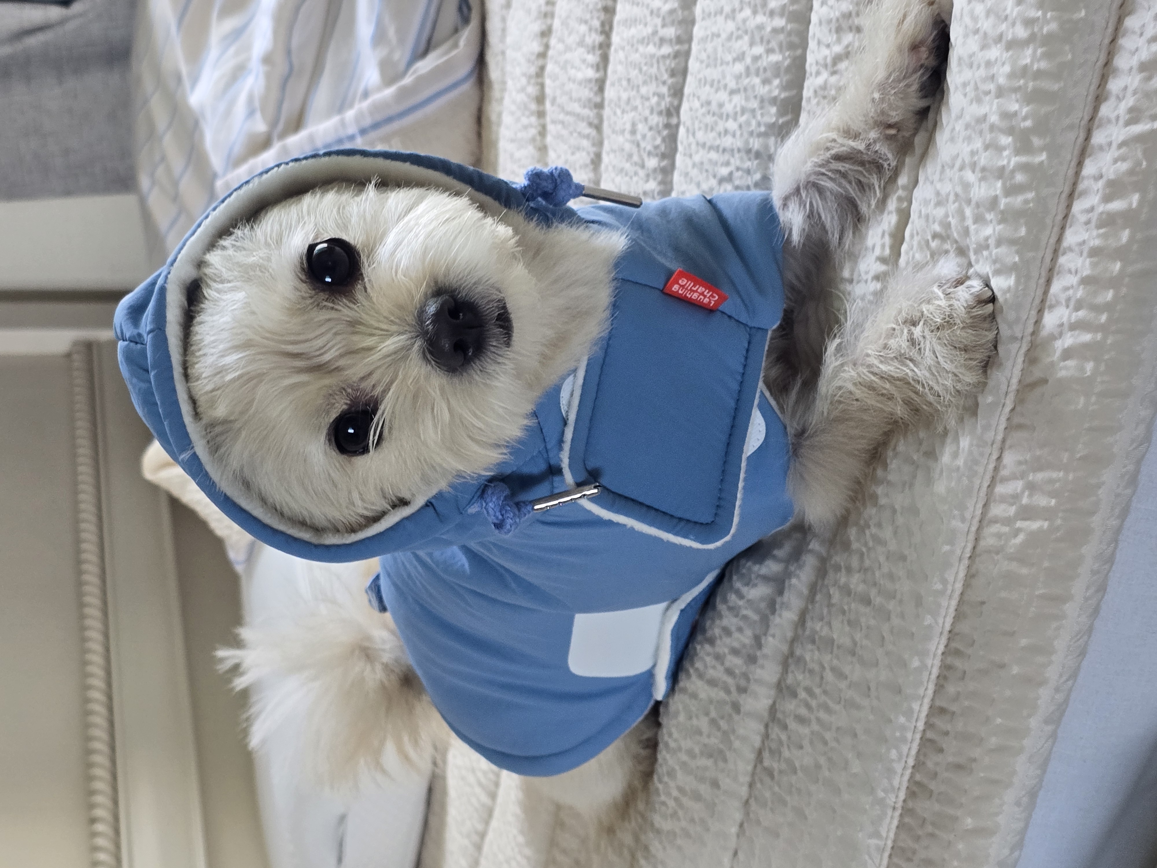 토리(소이)랑 가족이 된 지 795일이 되었어요!