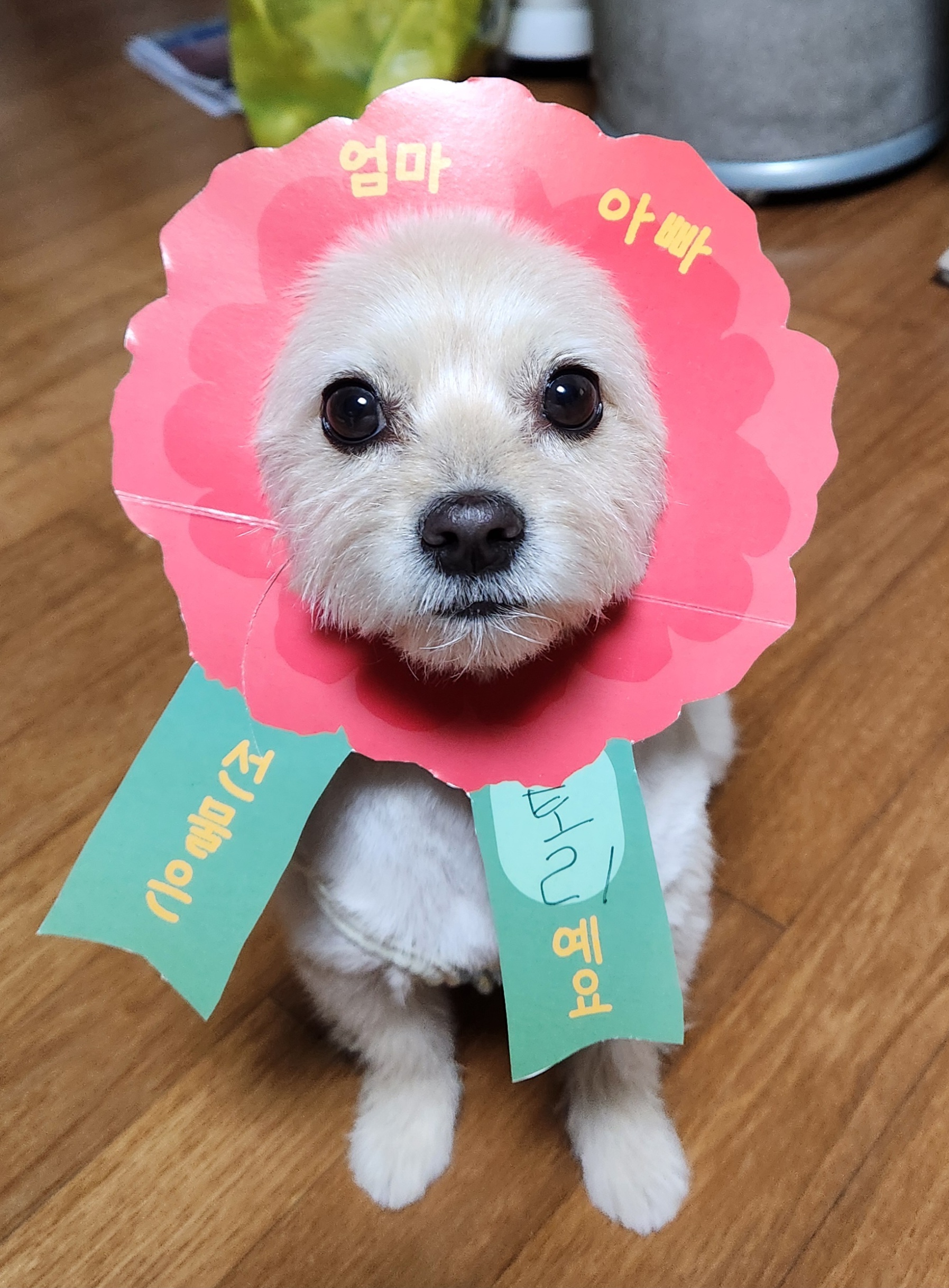 토리(소이)랑 가족이 된 지 795일이 되었어요!