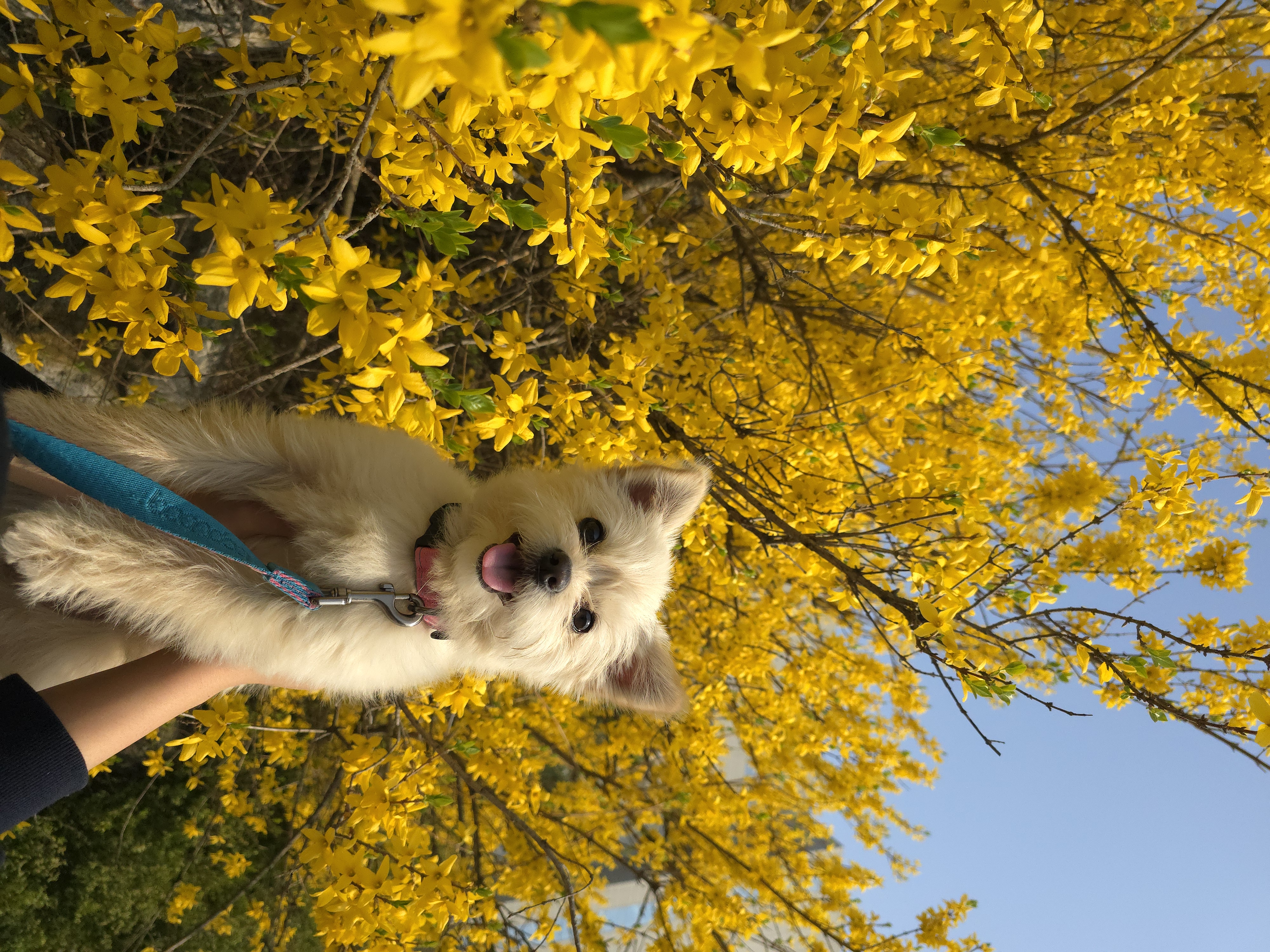 토리(소이)랑 가족이 된 지 795일이 되었어요!