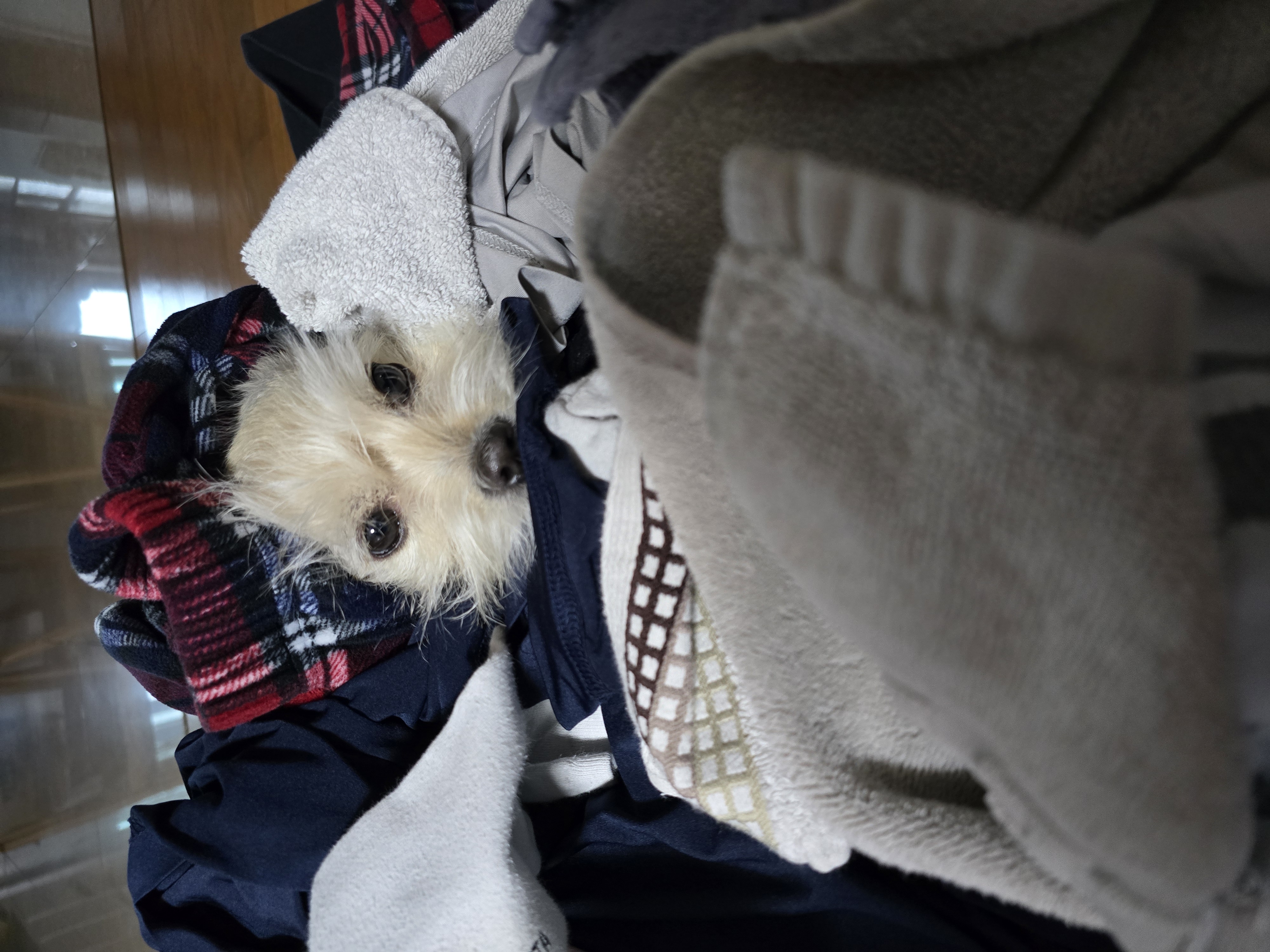 토리(소이)랑 가족이 된 지 795일이 되었어요!