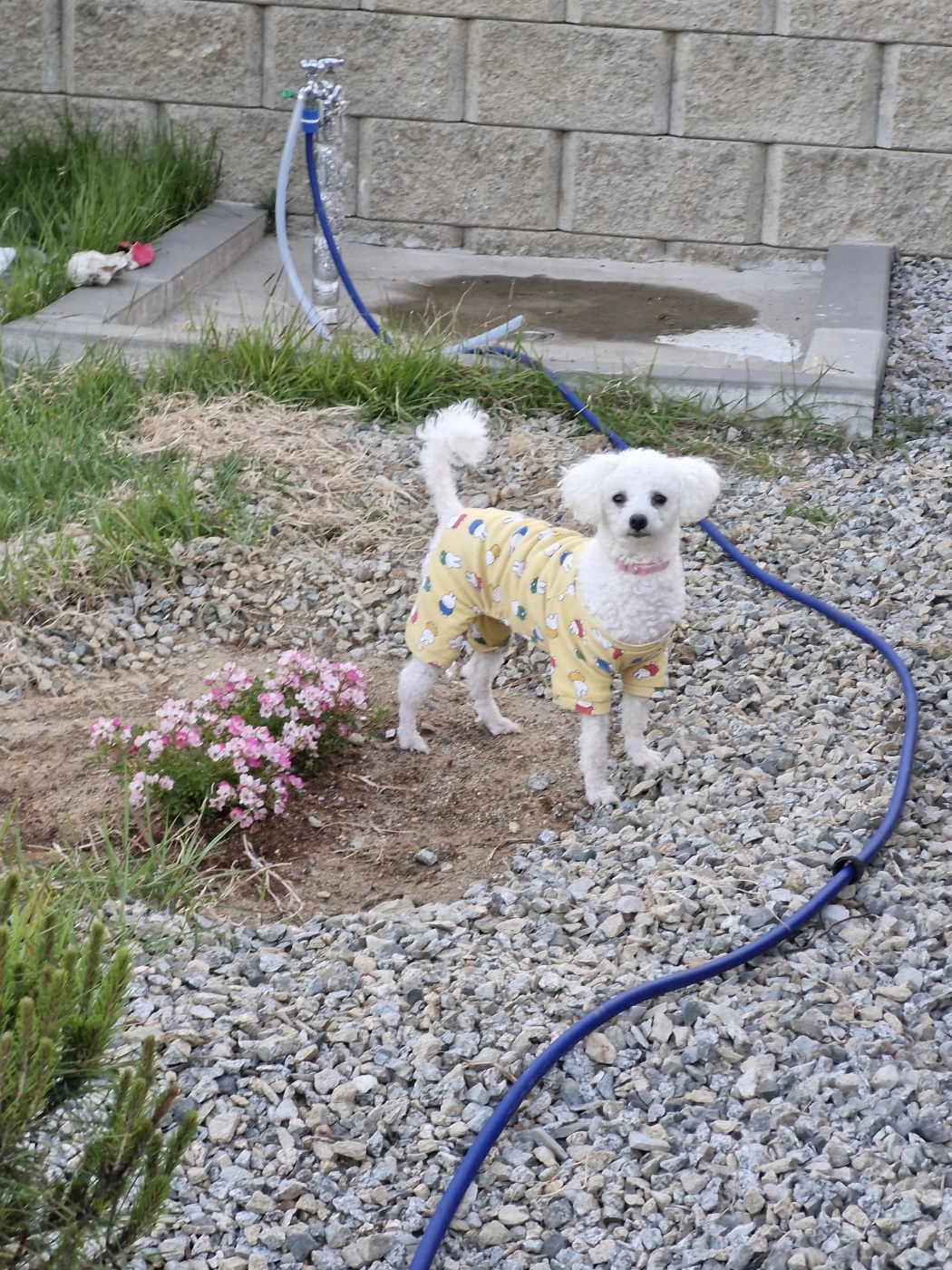 루아(구 양양이) 저희 가족이 된지 1년  되었어요.