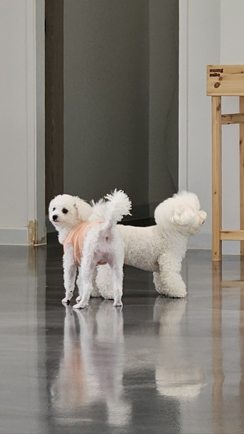 루아(구 양양이) 저희 가족이 된지 1년  되었어요.