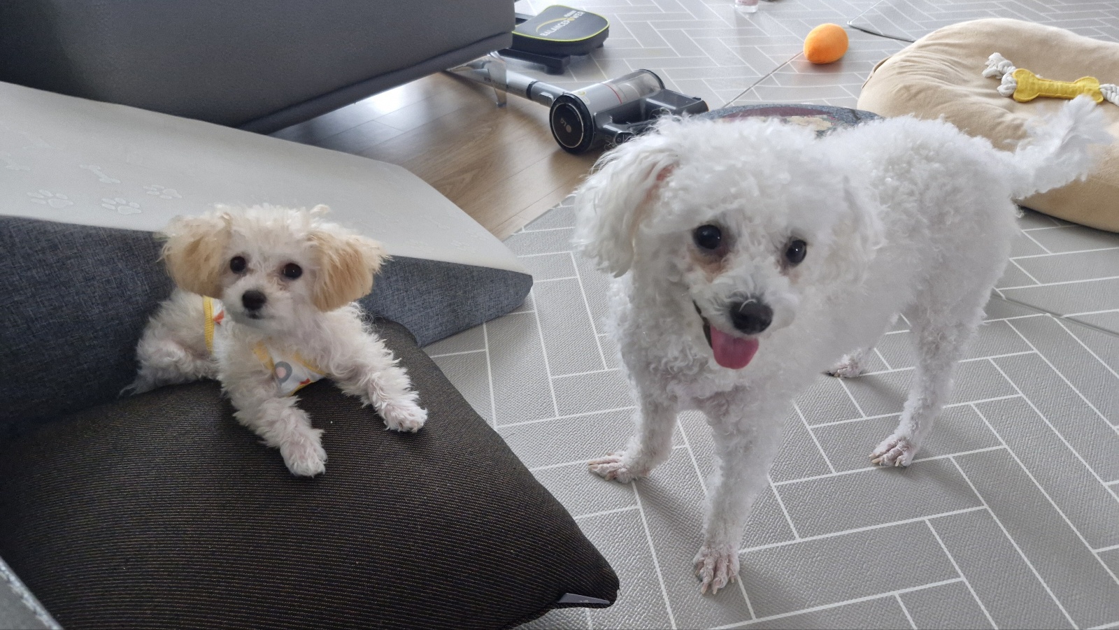 루아(구 양양이) 저희 가족이 된지 1년  되었어요.