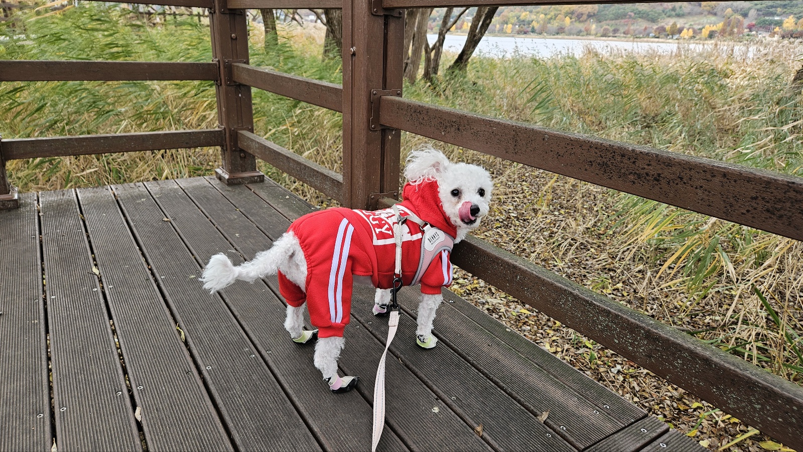 루아(구 양양이) 저희 가족이 된지 1년  되었어요.