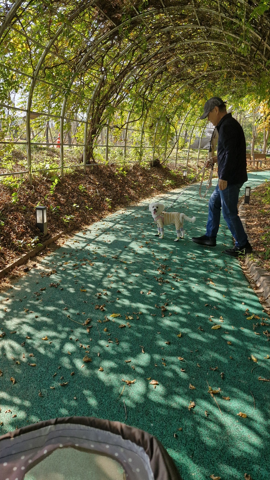 루아(구 양양이) 저희 가족이 된지 1년  되었어요.