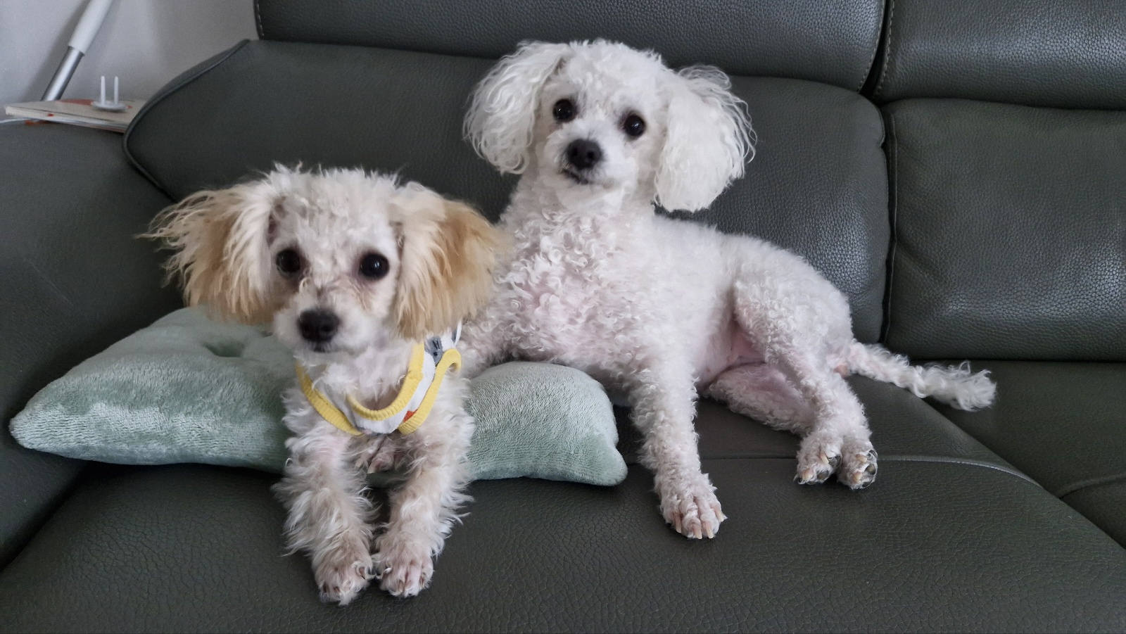 루아(구 양양이) 저희 가족이 된지 1년  되었어요.