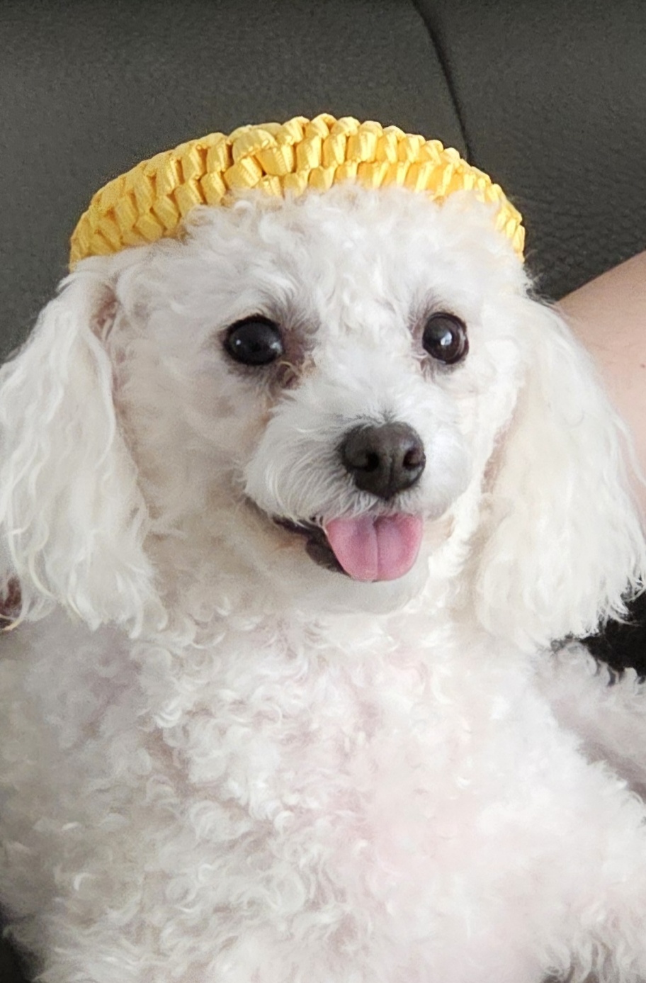 루아(구 양양이) 저희 가족이 된지 1년  되었어요.