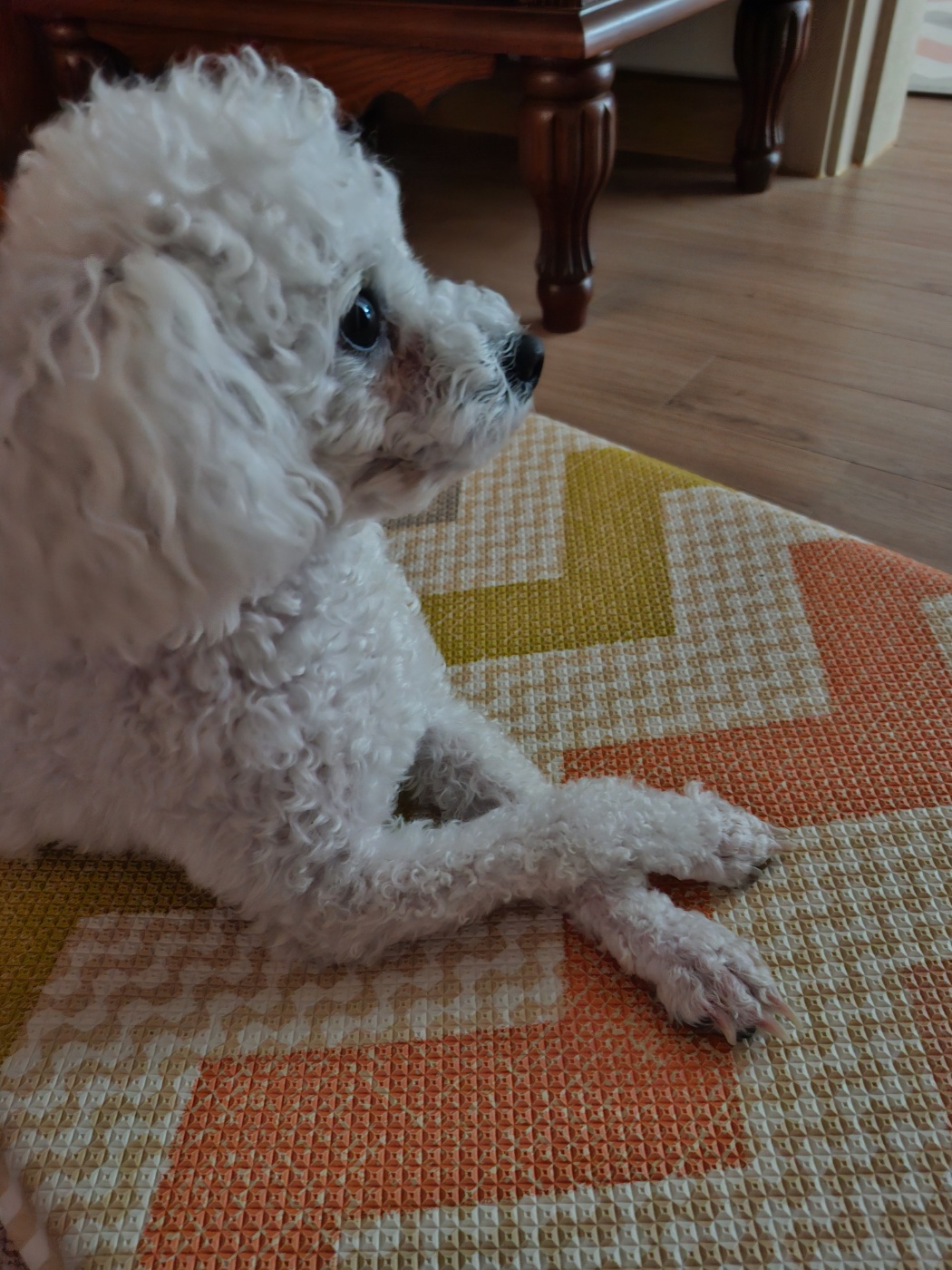 루아(구 양양이) 저희 가족이 된지 1년  되었어요.