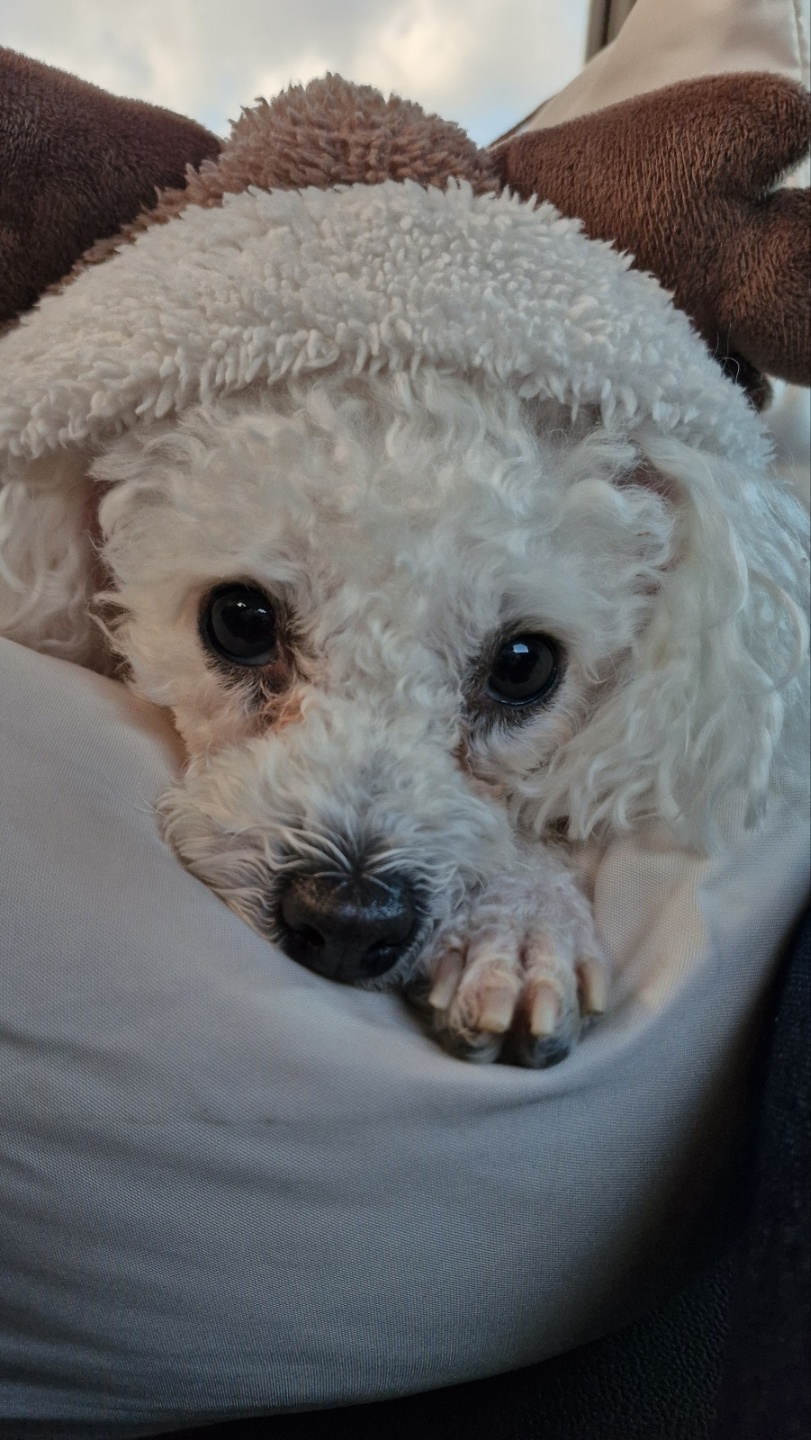 루아(구 양양이) 저희 가족이 된지 1년  되었어요.