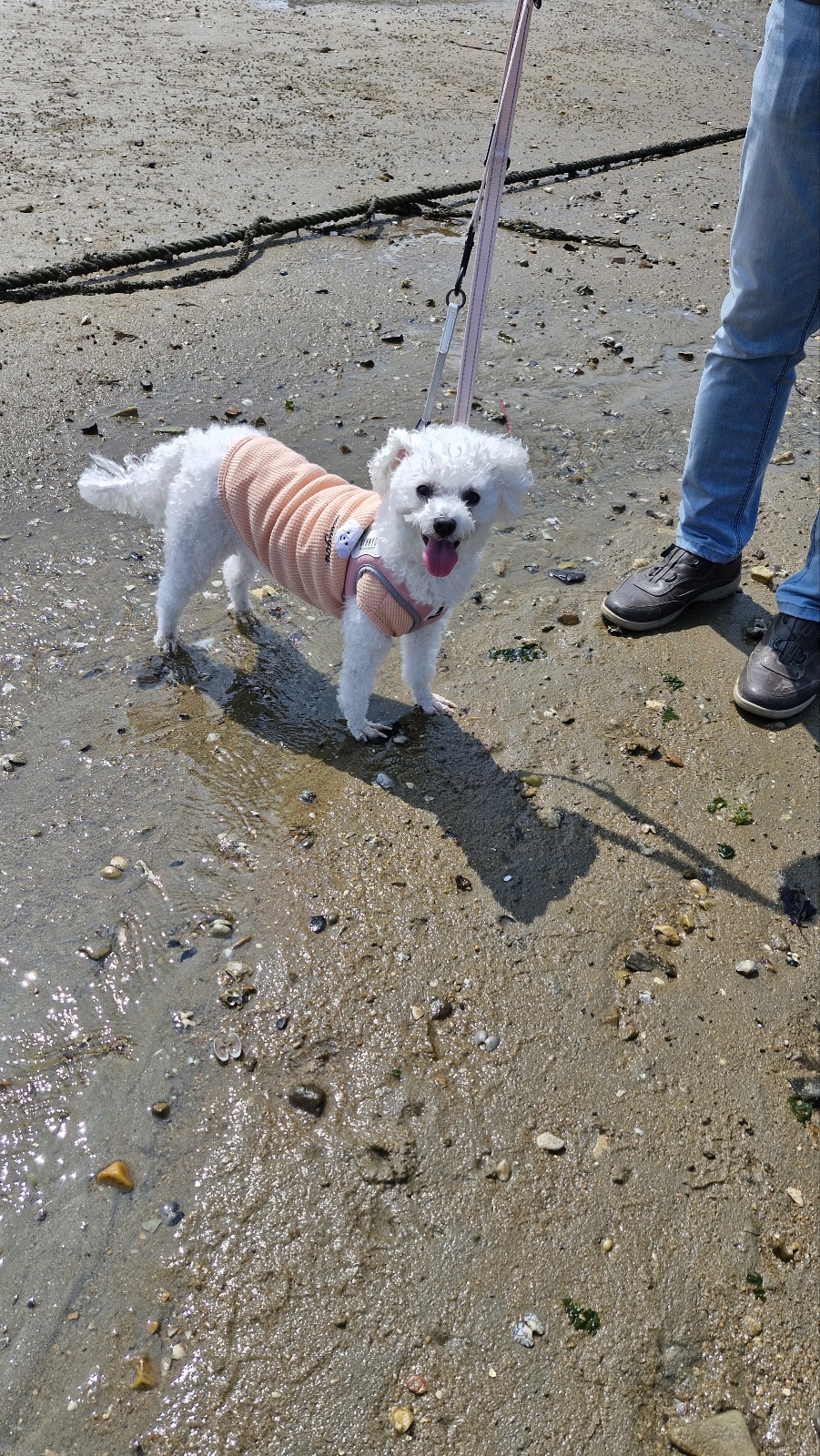 루아(구 양양이) 저희 가족이 된지 1년  되었어요.