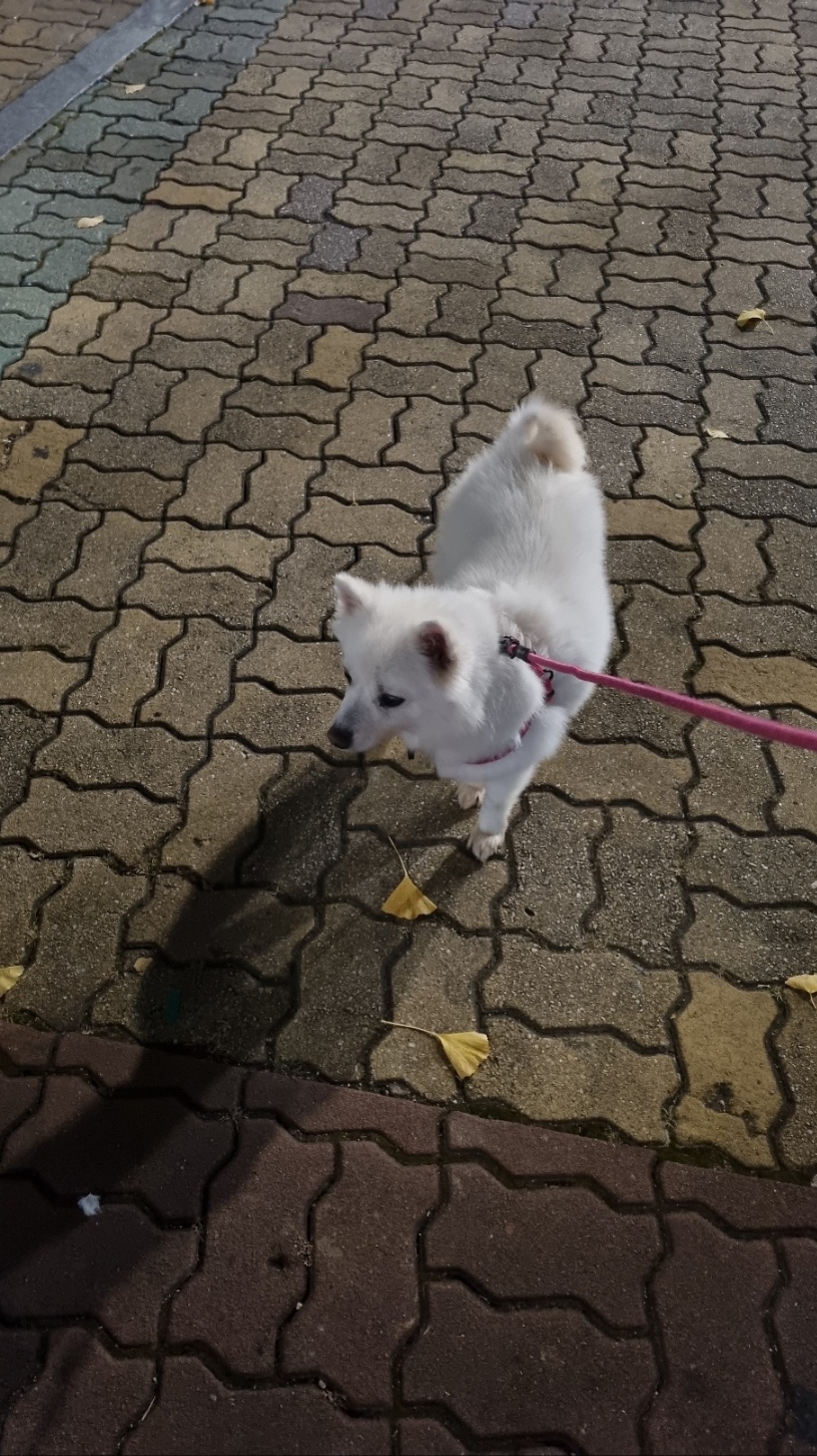 럭키(아유)의 한 달 이야기