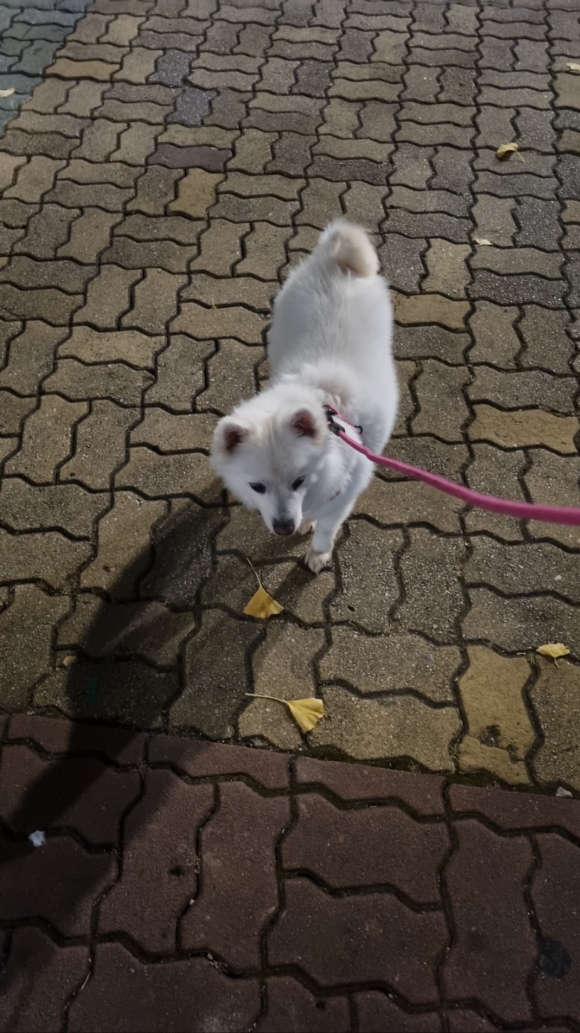 럭키(아유)의 한 달 이야기