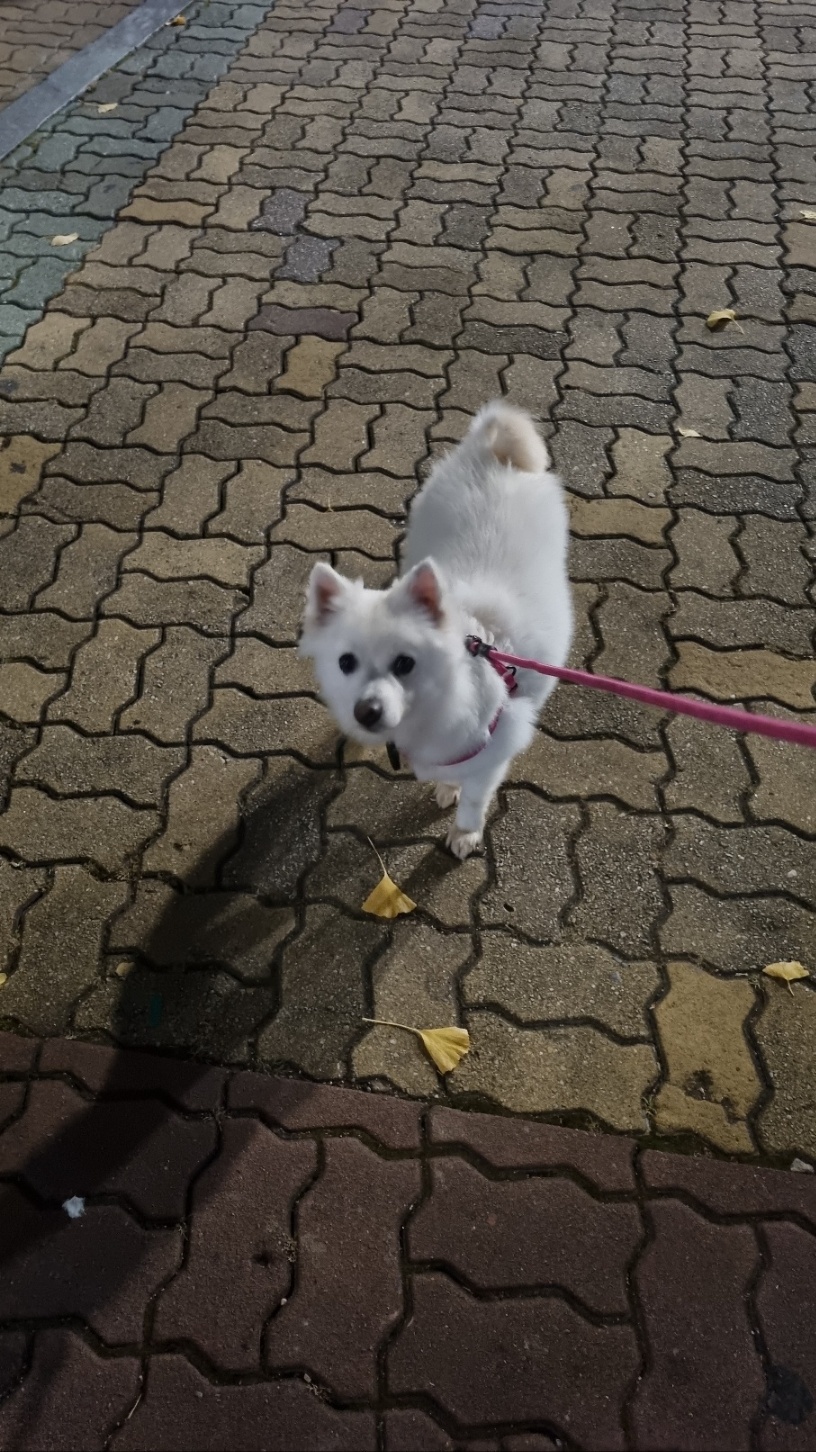 럭키(아유)의 한 달 이야기