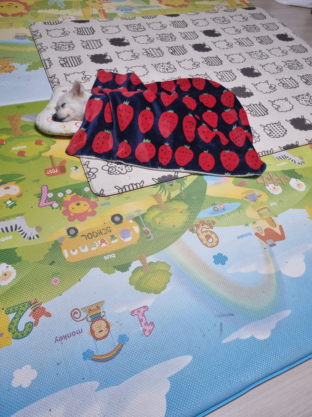 럭키(아유)의 한 달 이야기