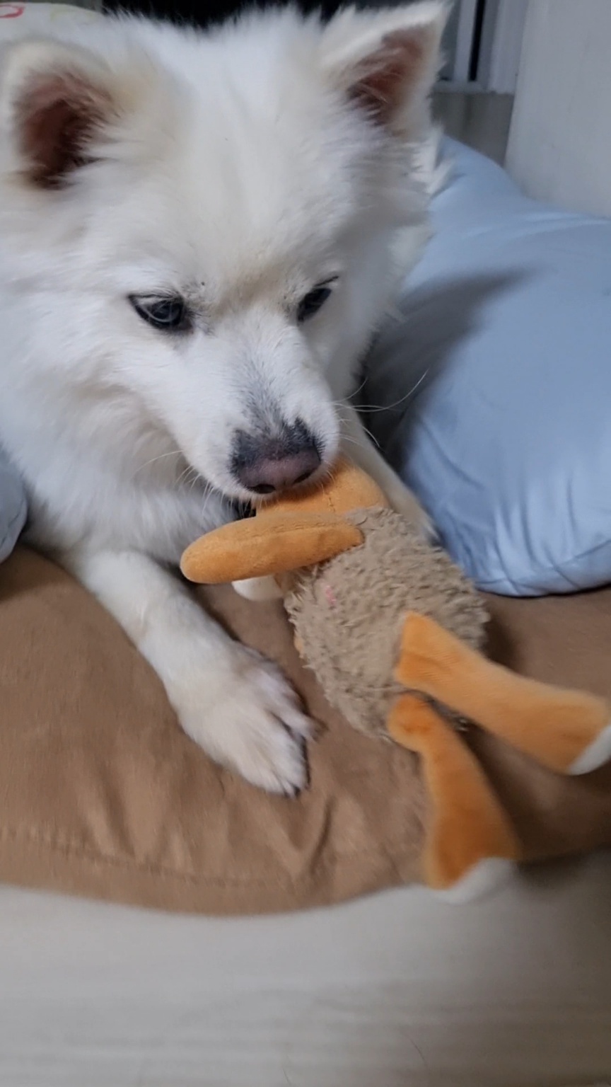 럭키(아유)의 한 달 이야기