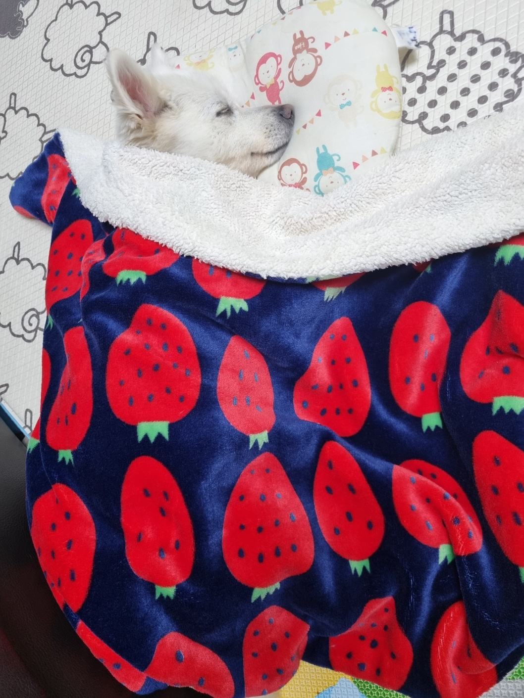 럭키(아유)의 한 달 이야기