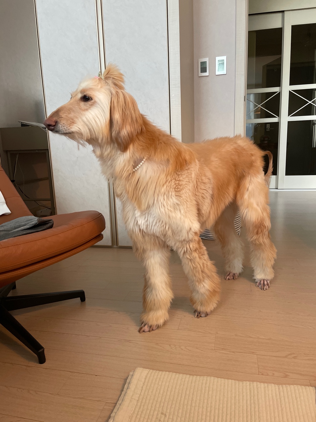 라나는 적응 중!