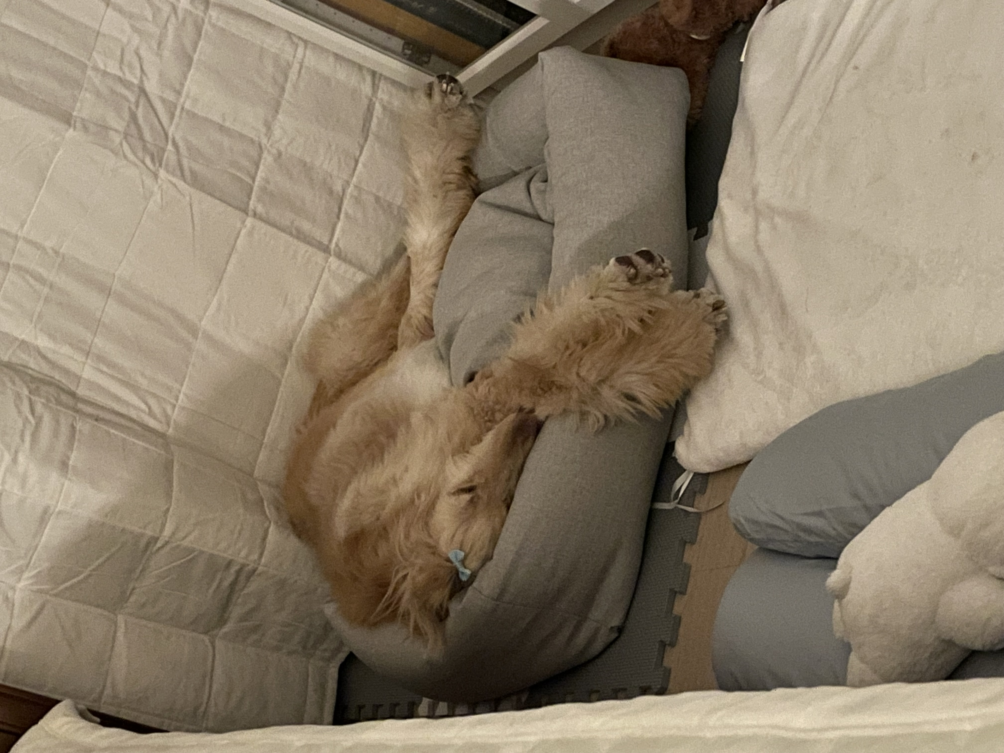 라나는 적응 중!