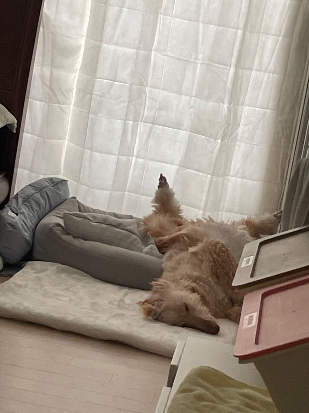 라나는 적응 중!