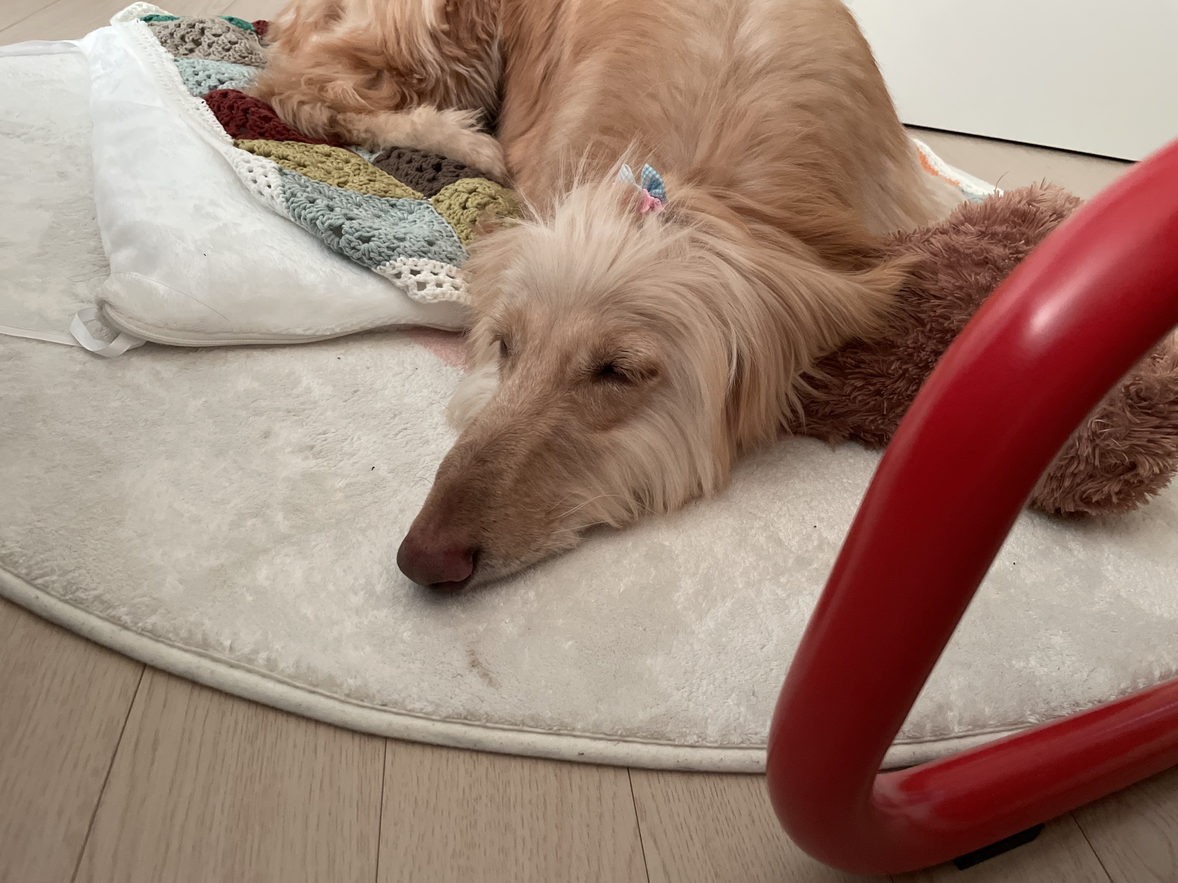 라나는 적응 중!