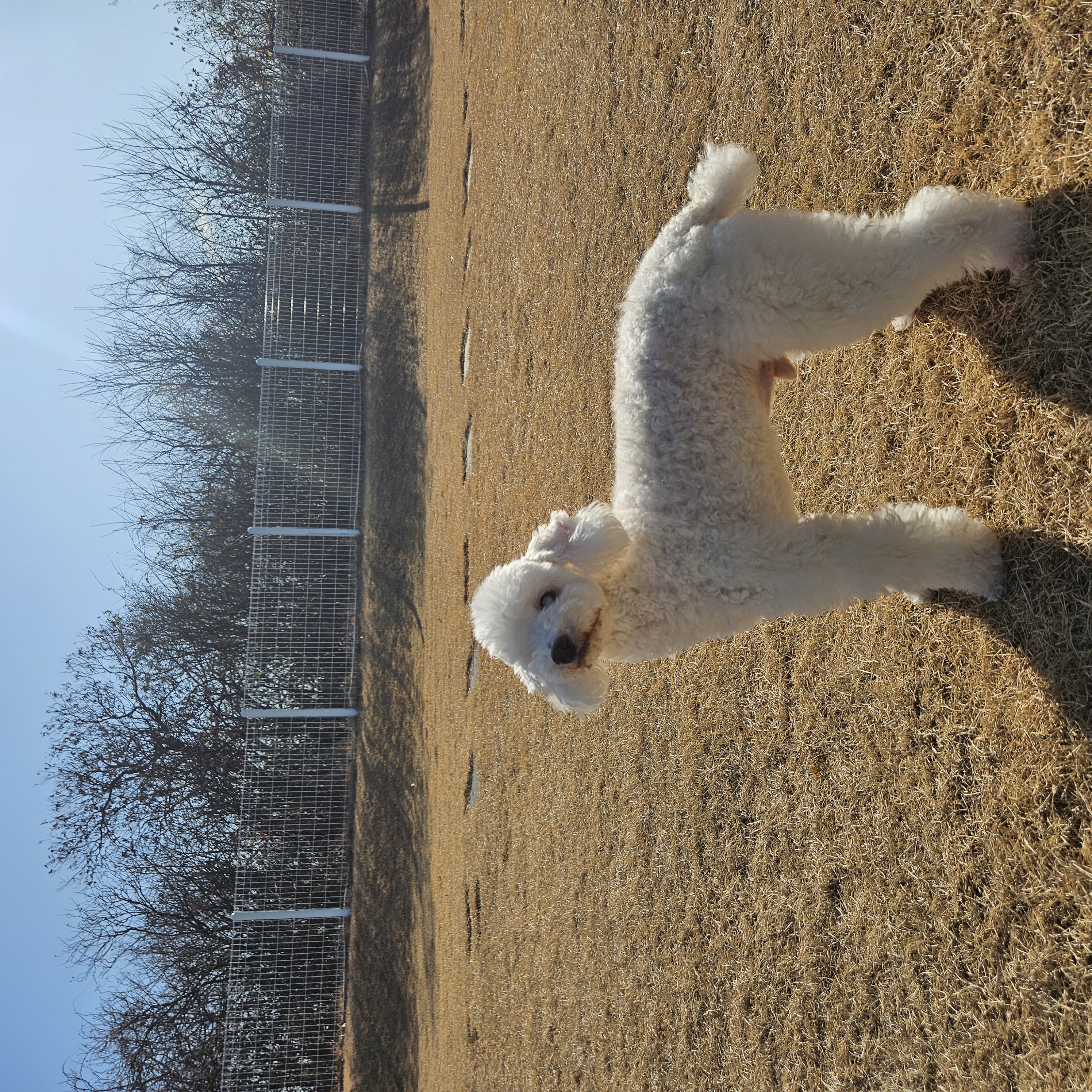 보령빛돌이(송이)요래서~요래됐음다.임보6개월차