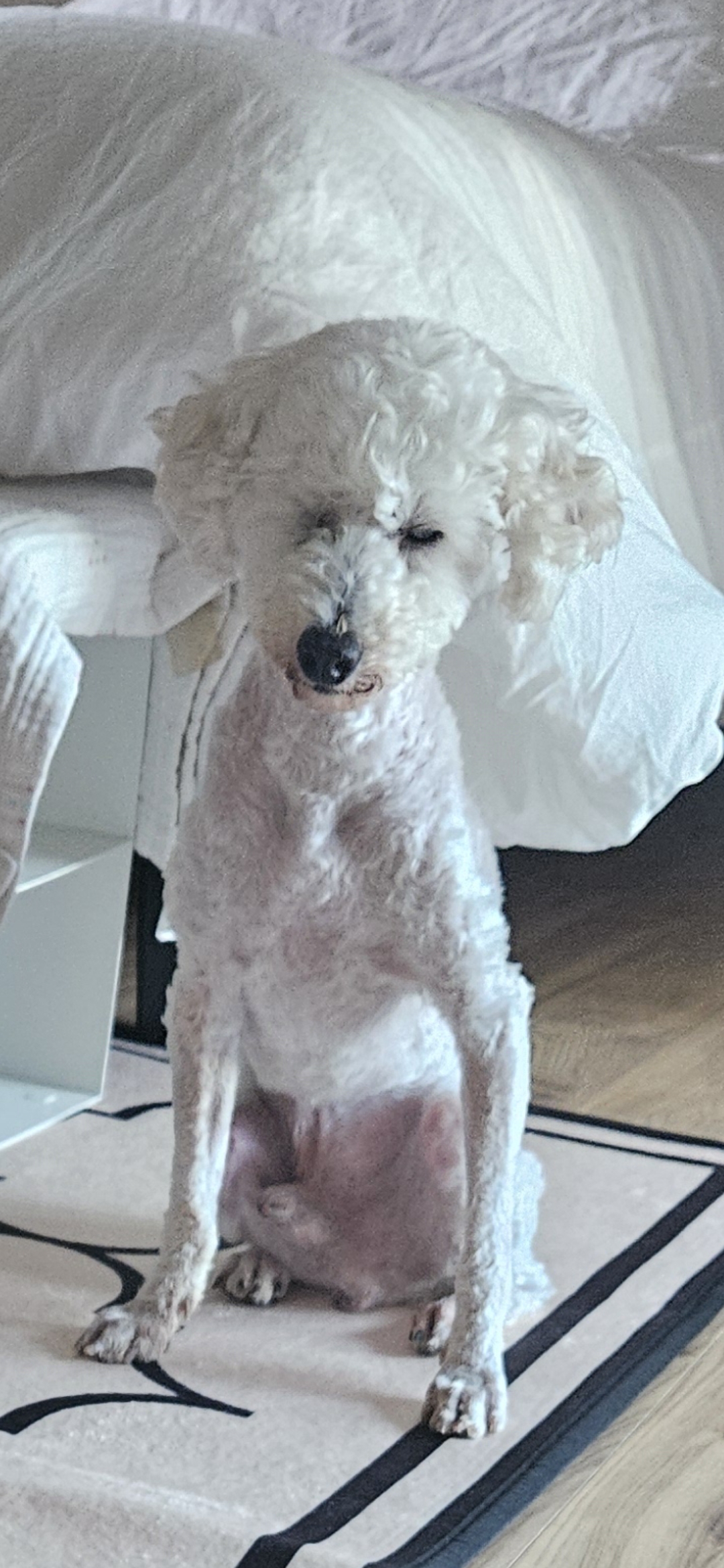 보령빛돌이(송이)요래서~요래됐음다.임보6개월차