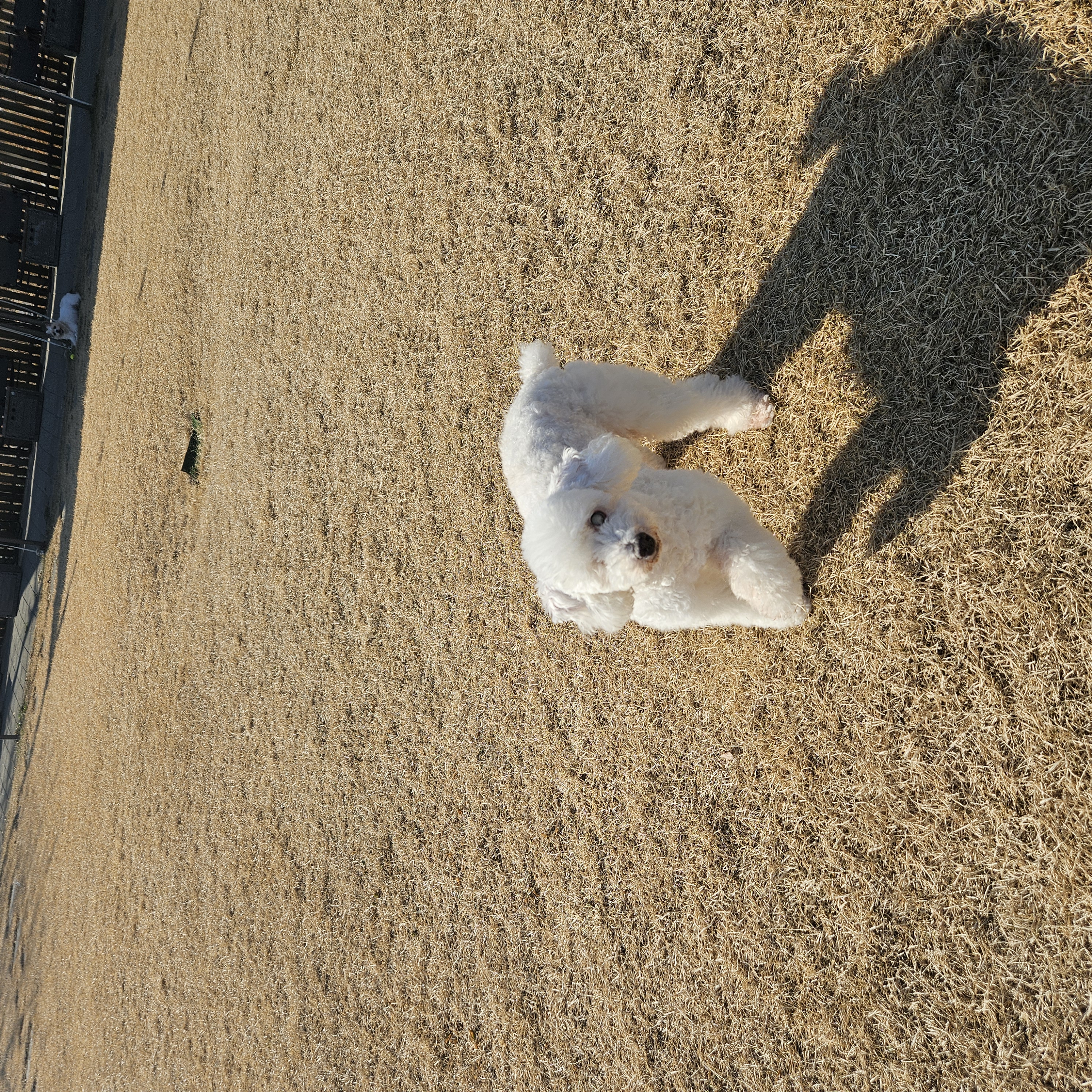 보령빛돌이(송이)요래서~요래됐음다.임보6개월차