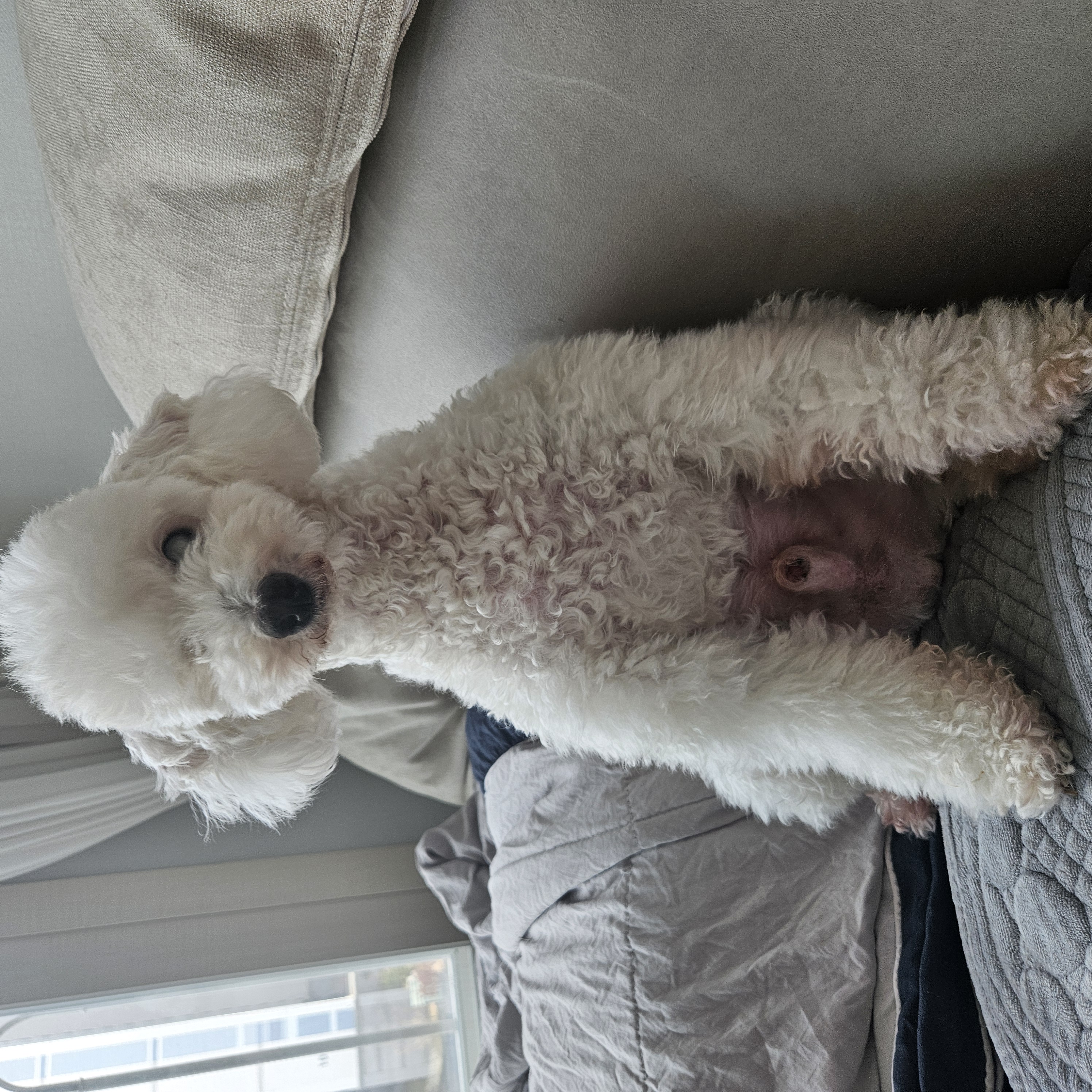 보령빛돌이(송이)요래서~요래됐음다.임보6개월차