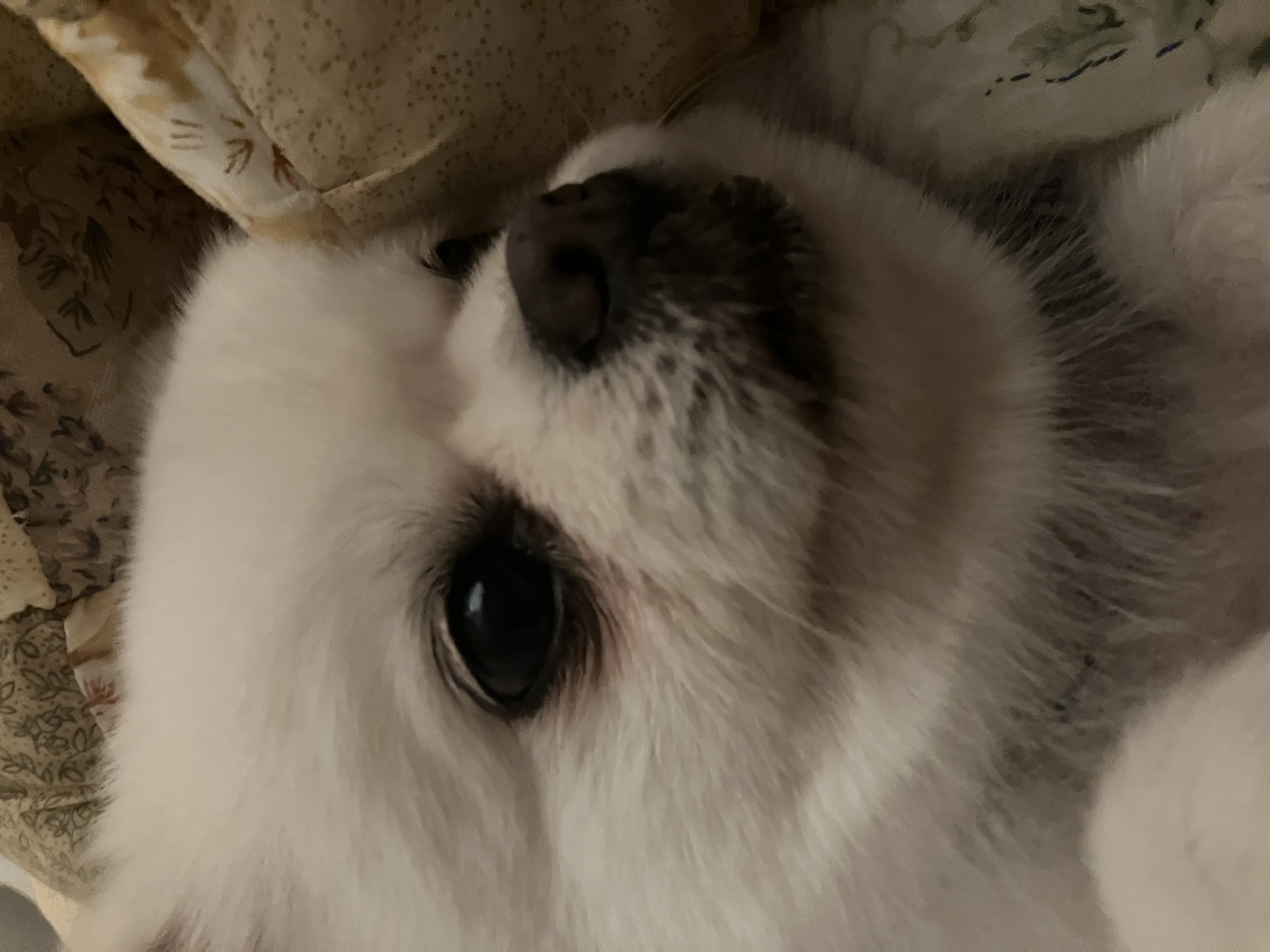 잔디 임시보호 일주일 되는 날입니다