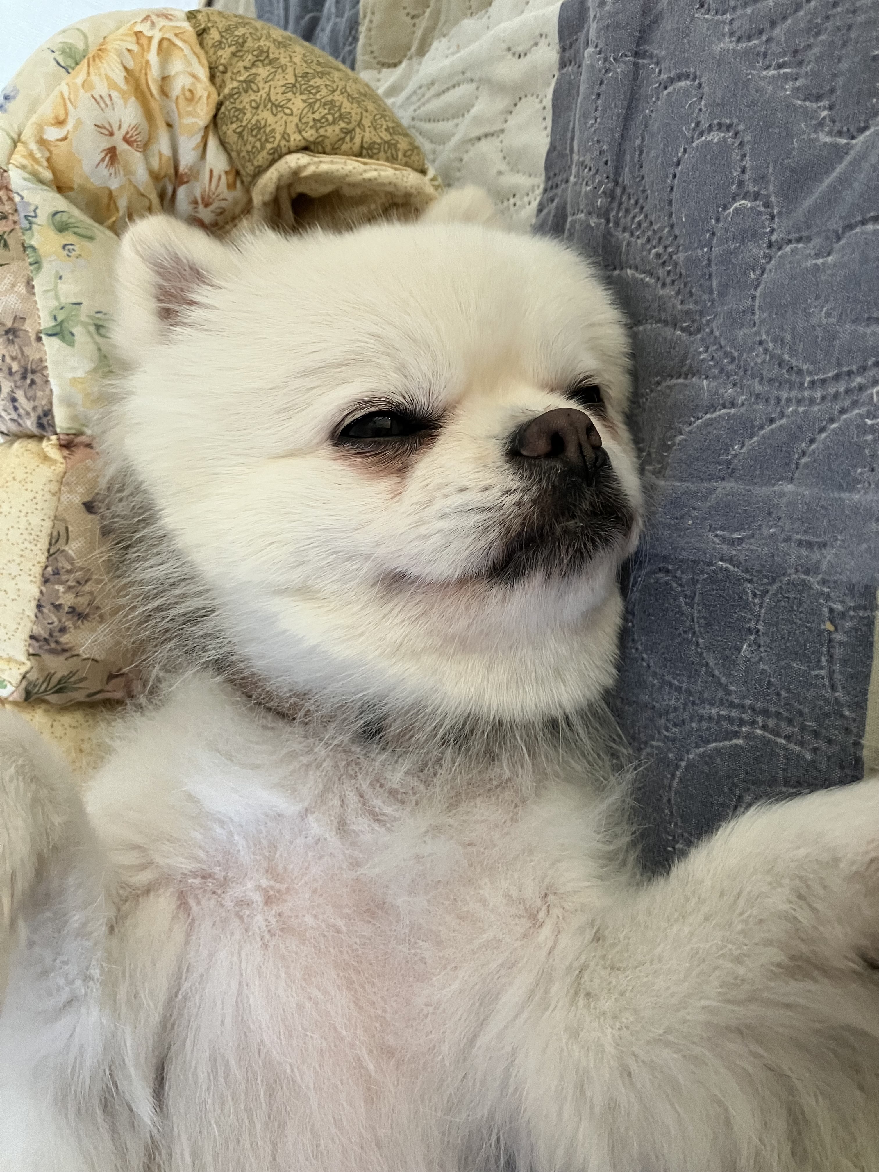 잔디 임시보호 일주일 되는 날입니다