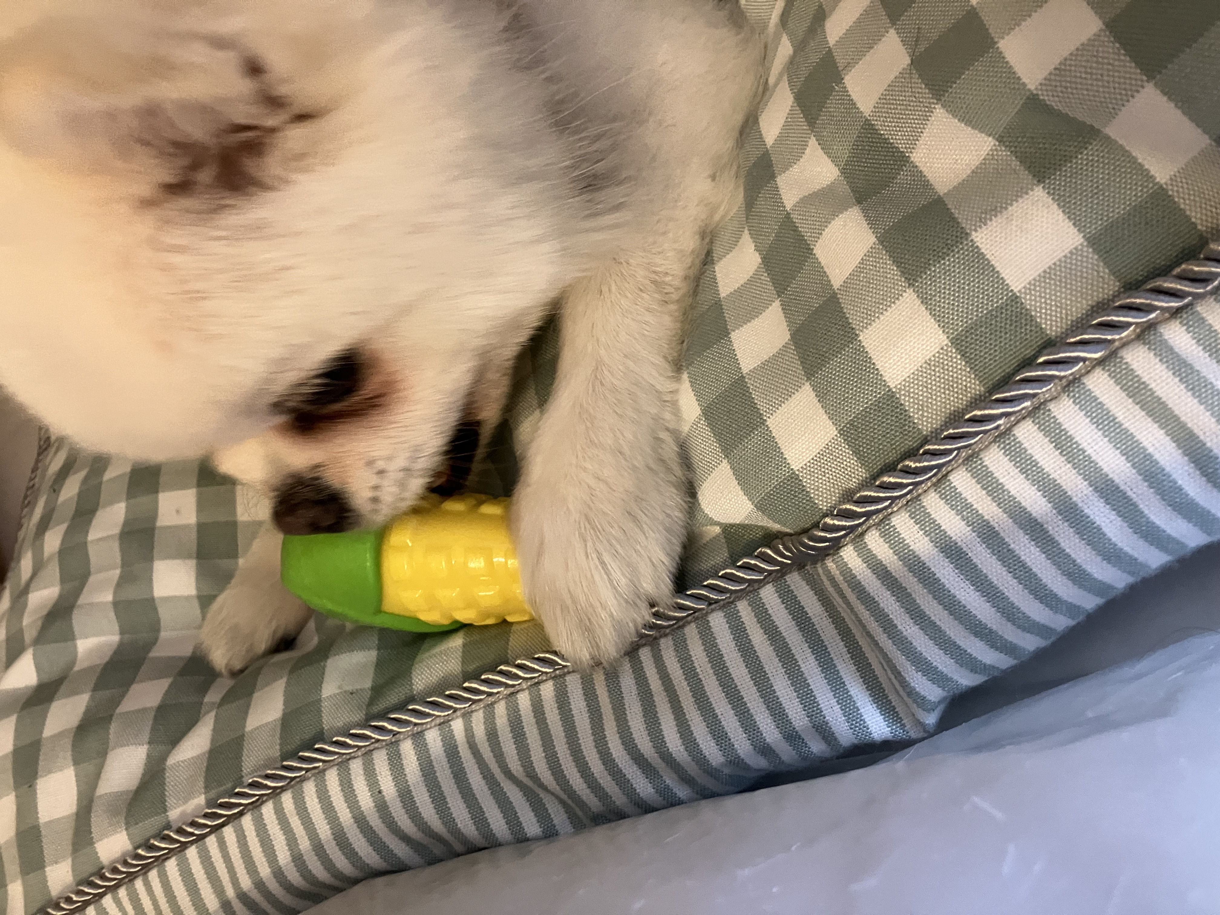 잔디 임시보호 일주일 되는 날입니다