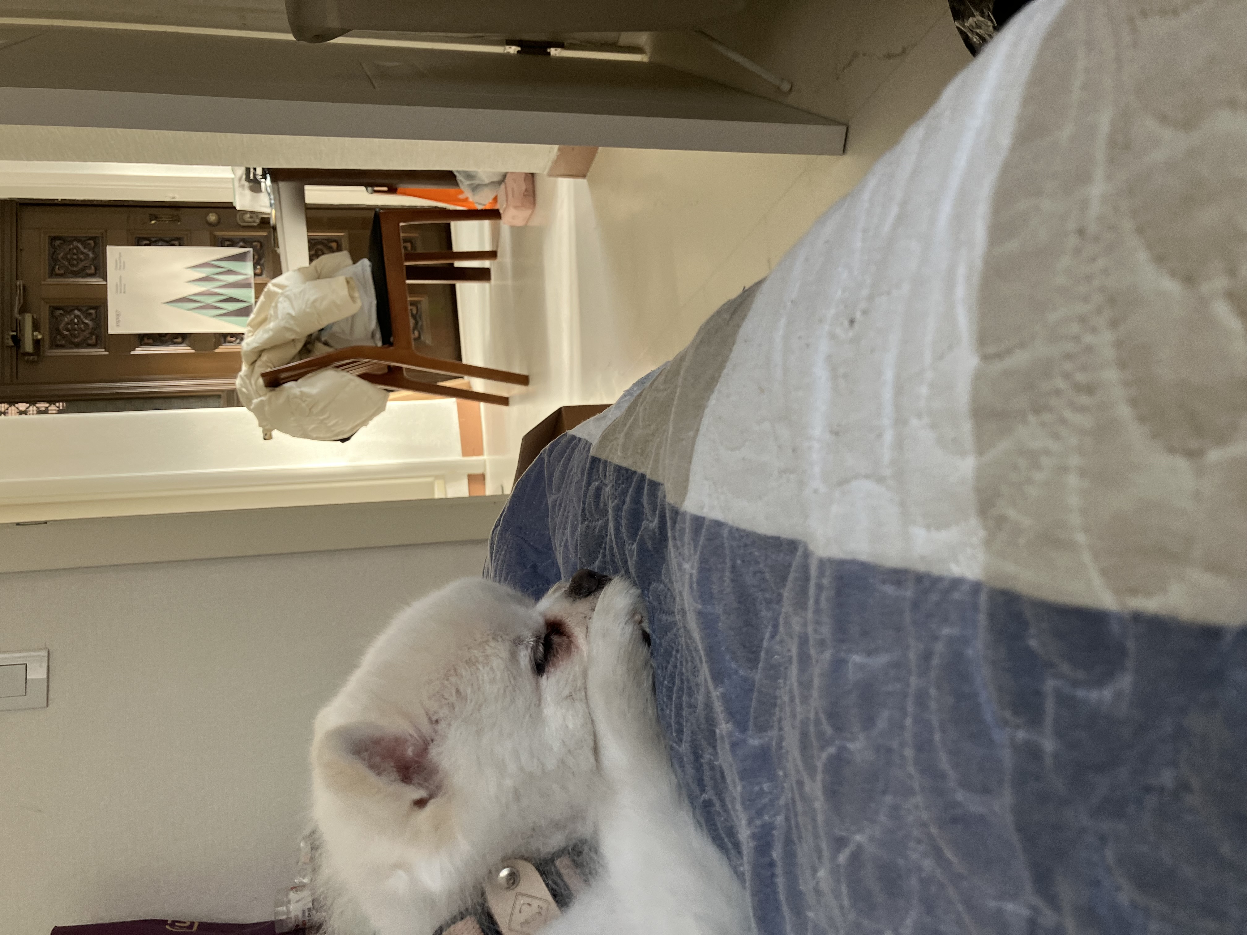 잔디 임시보호 일주일 되는 날입니다