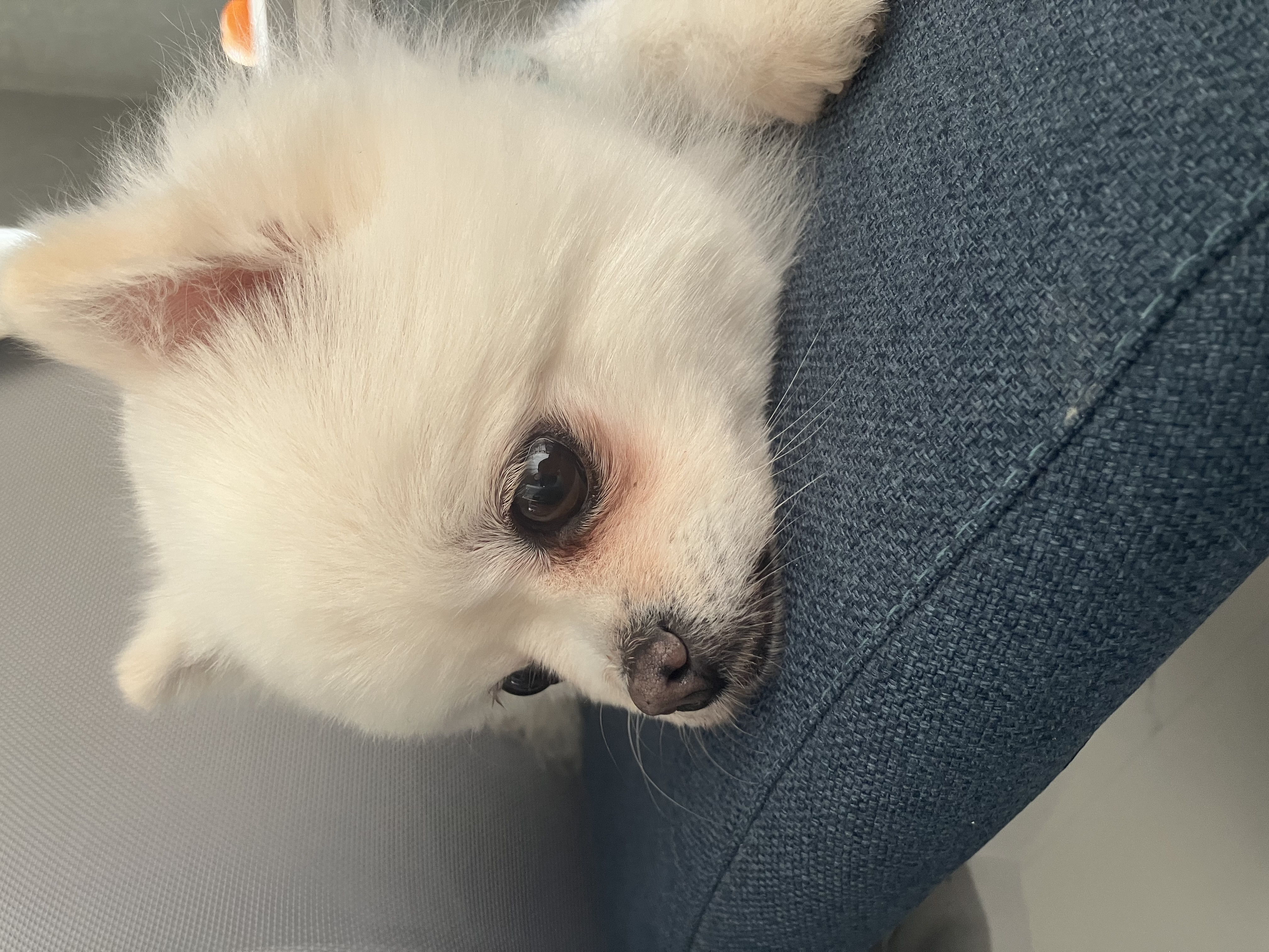 잔디 임시보호 일주일 되는 날입니다